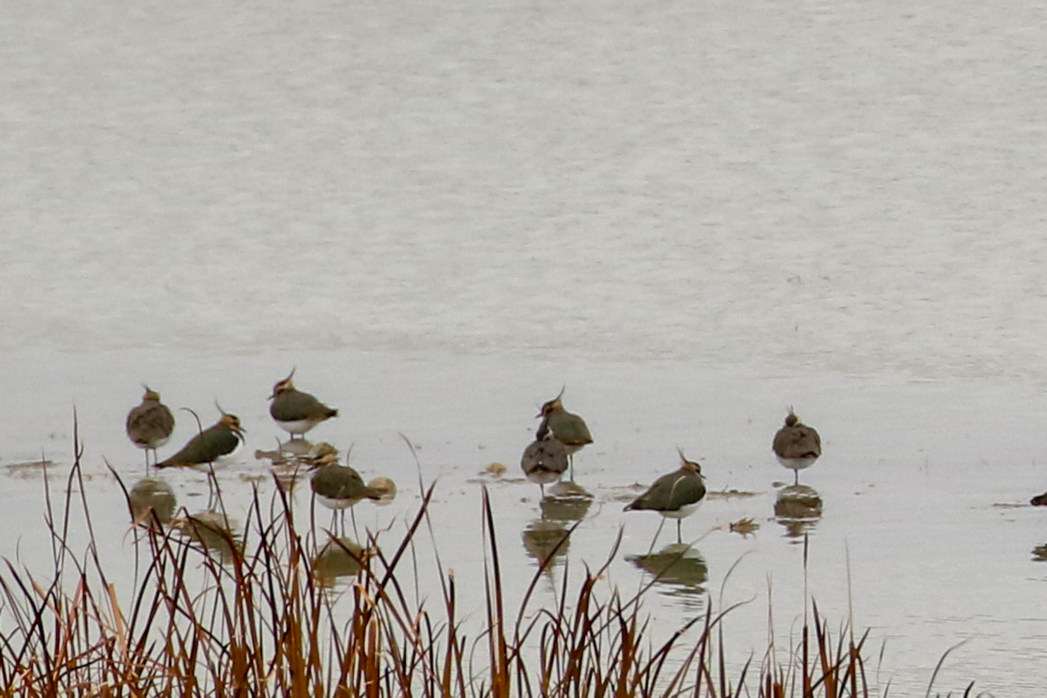 Northern Lapwing