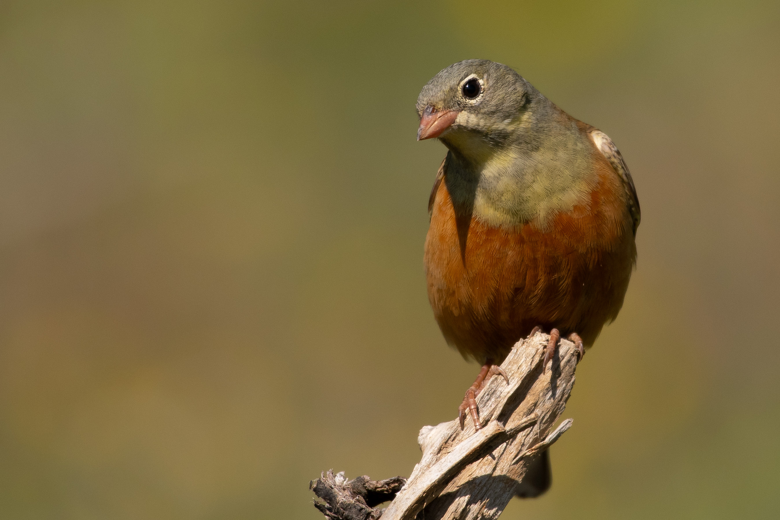 Ortolan Bunting