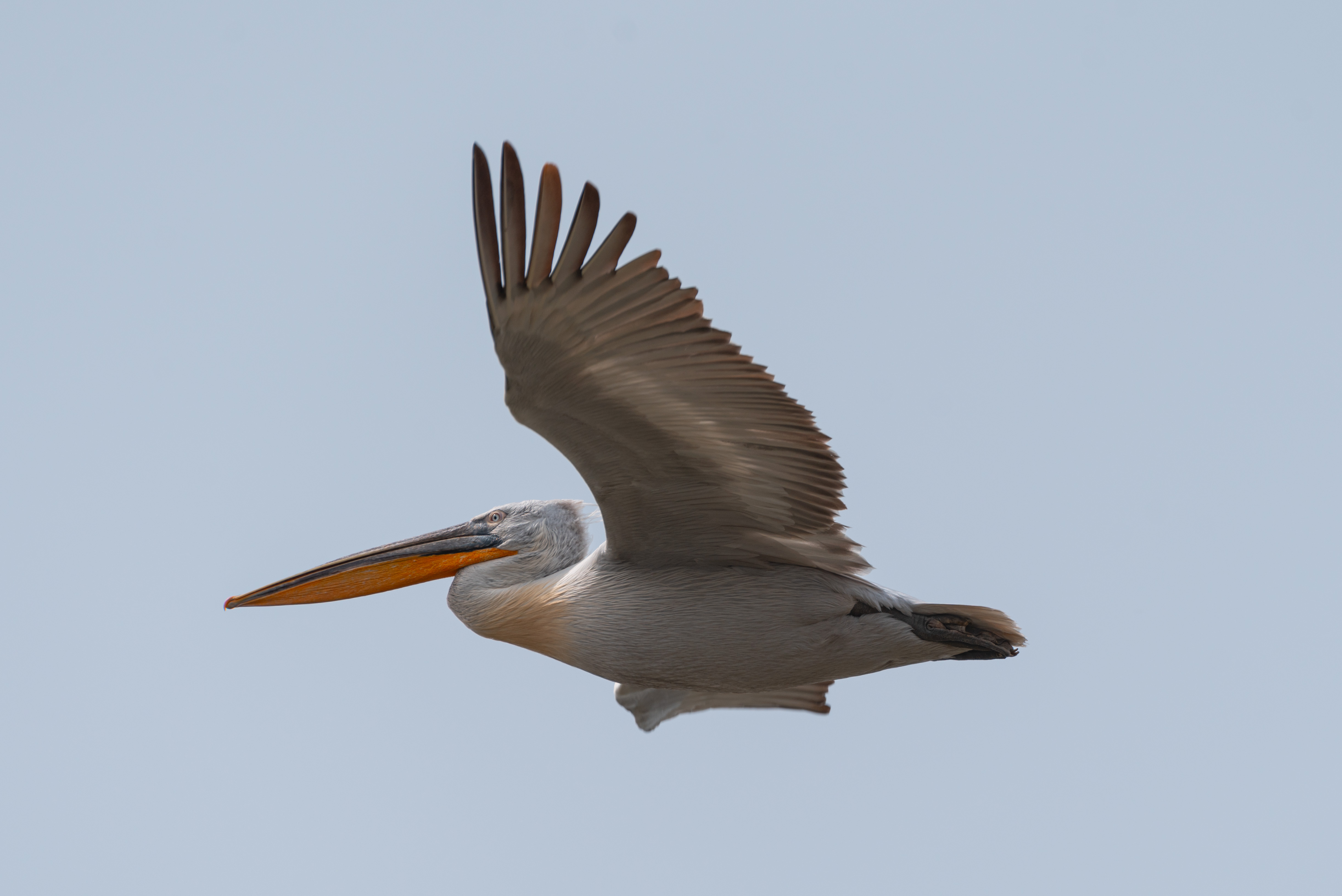 Dalmatian Pelican