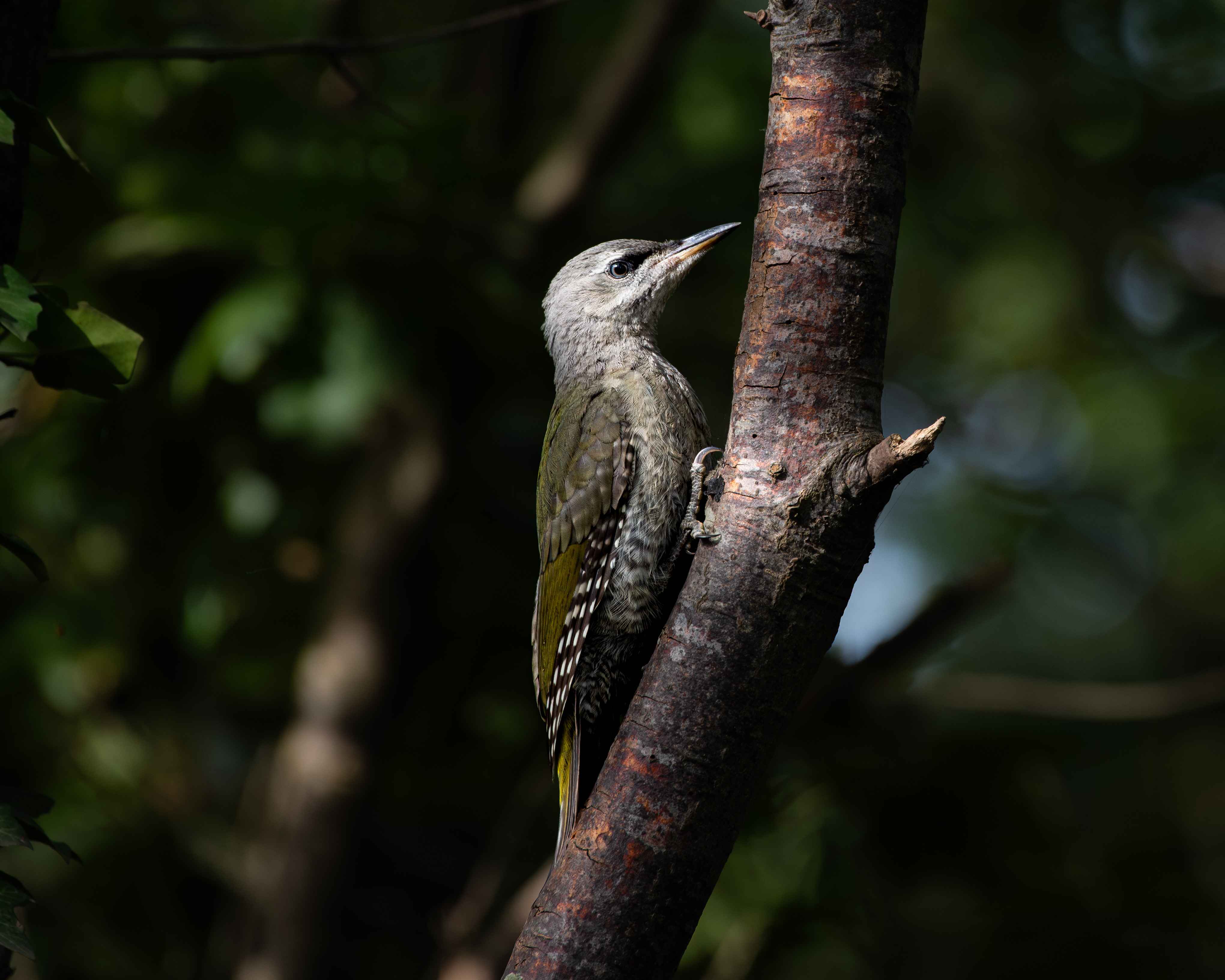 Gray-headed Woodpecker