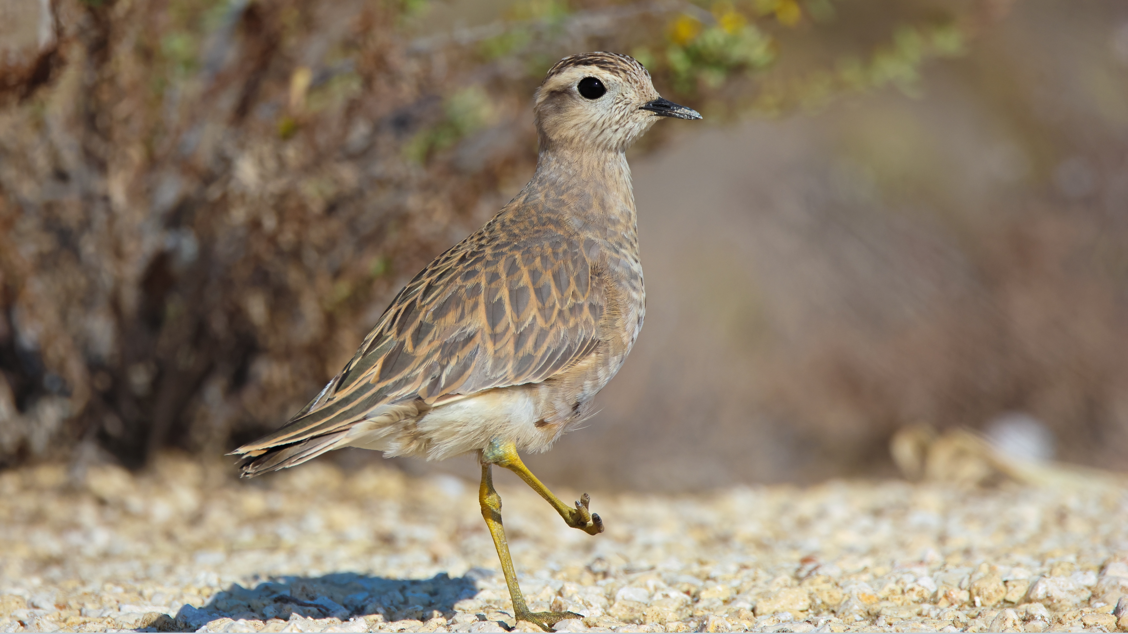 Eurasian Dotterel — Ana fotoğraf