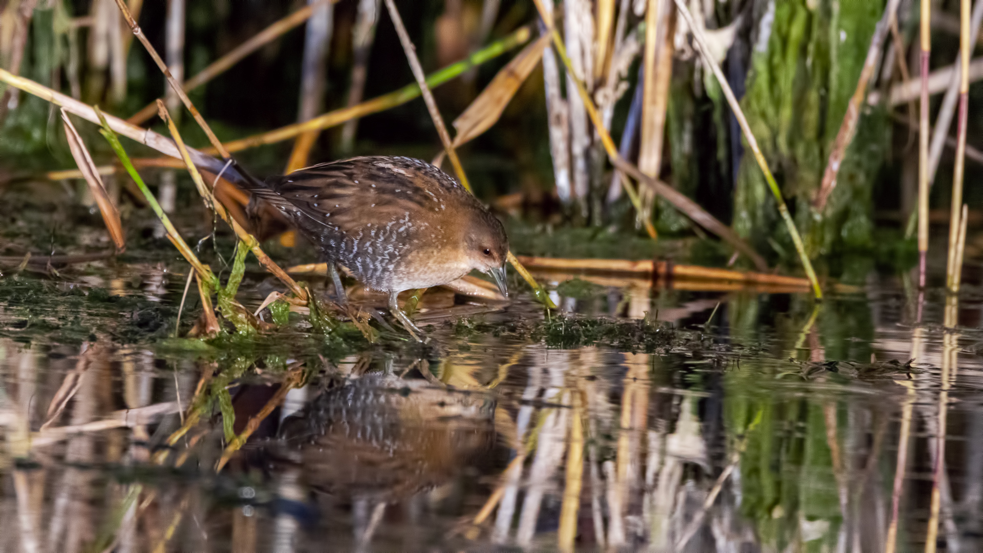 Baillon's Crake