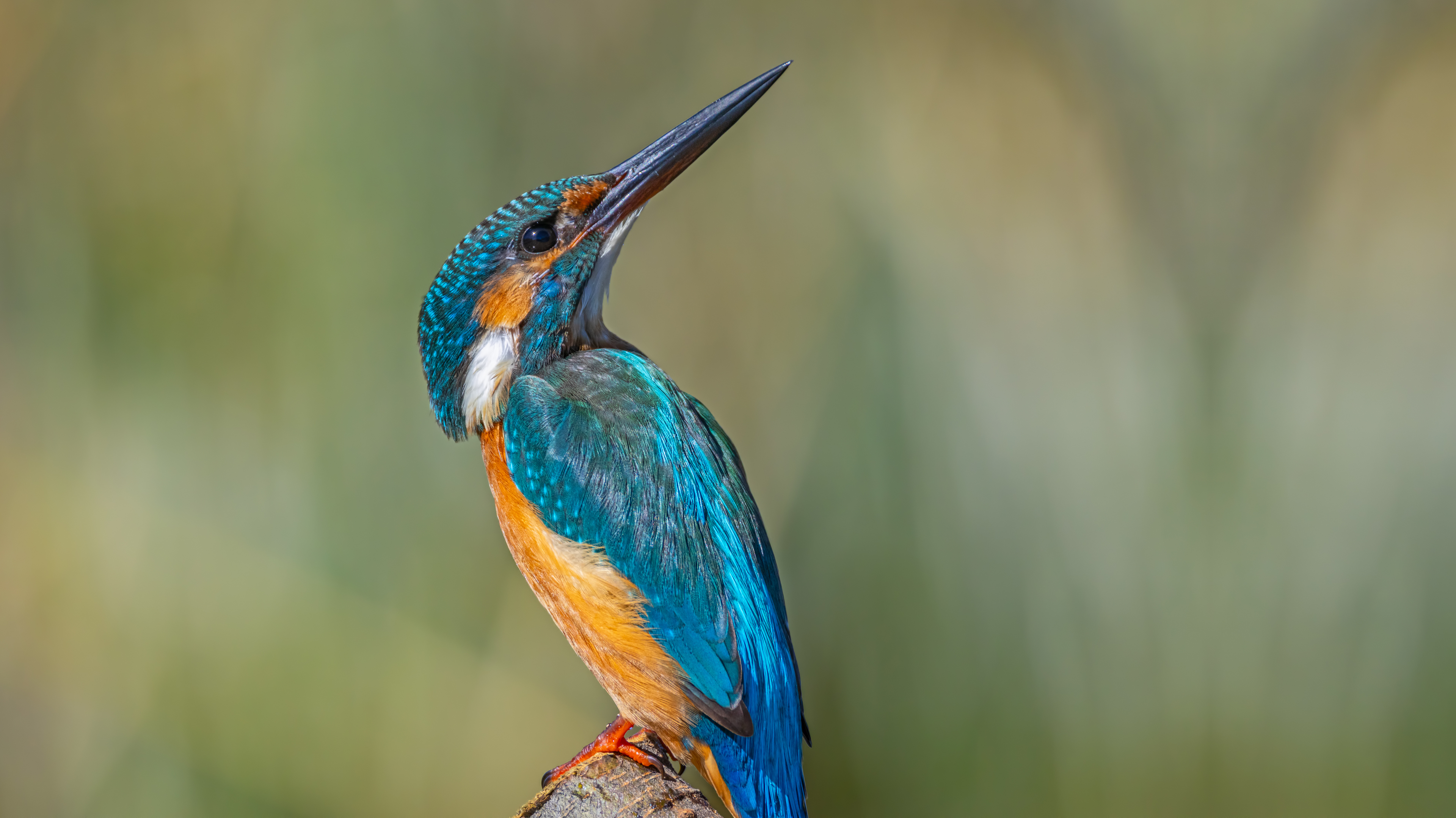 Common Kingfisher