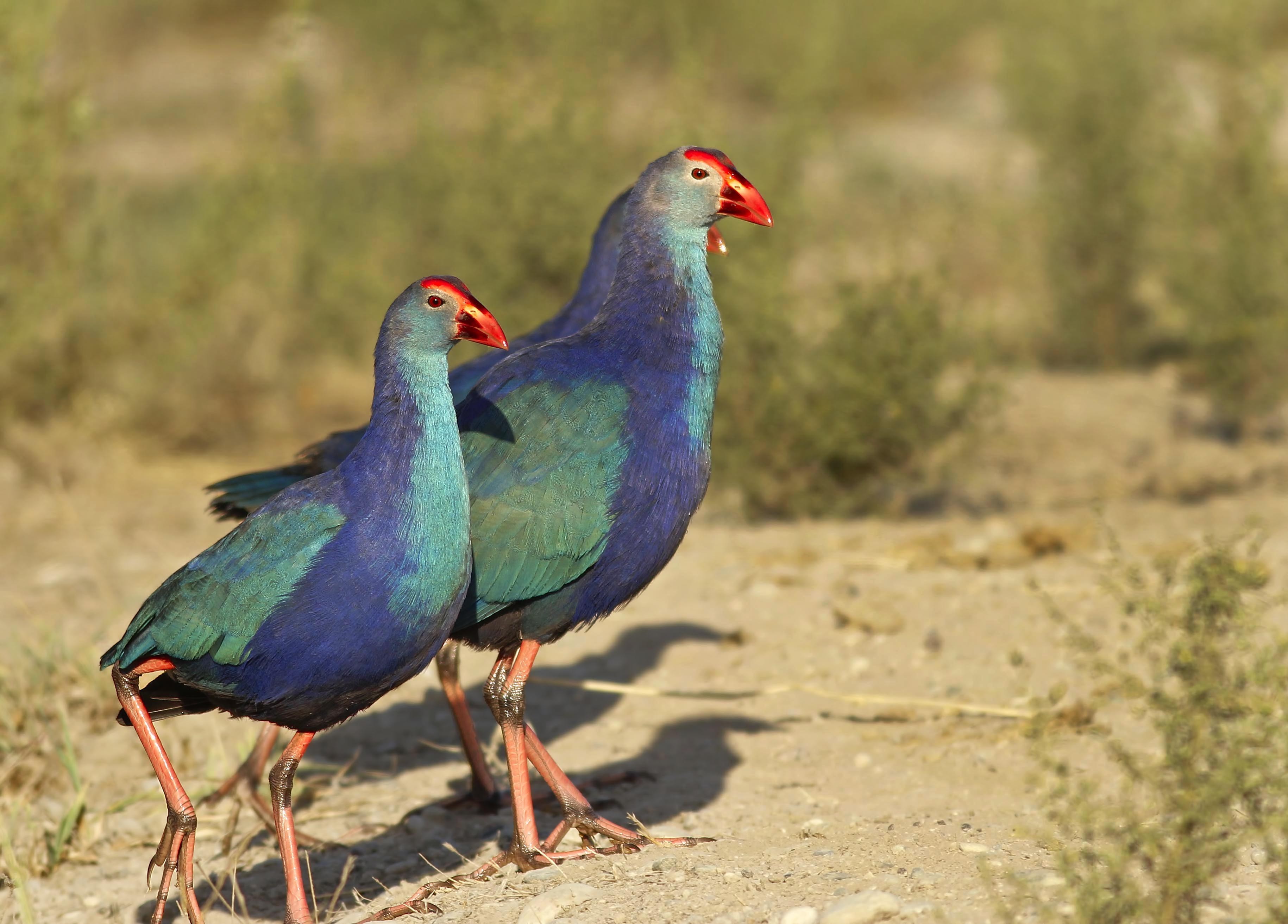 Western Swamphen