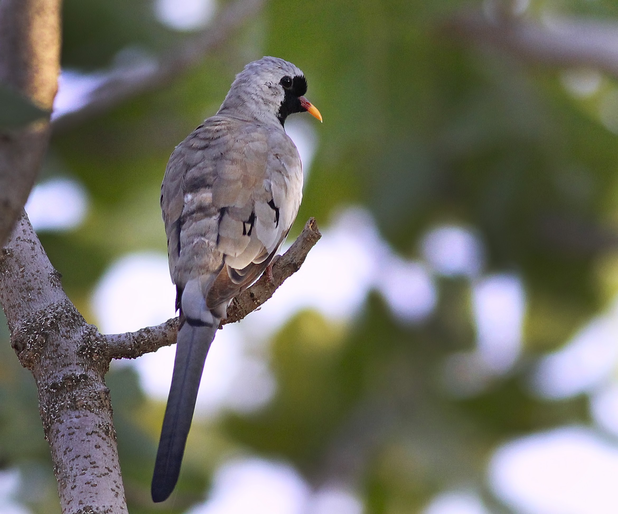 Namaqua Dove