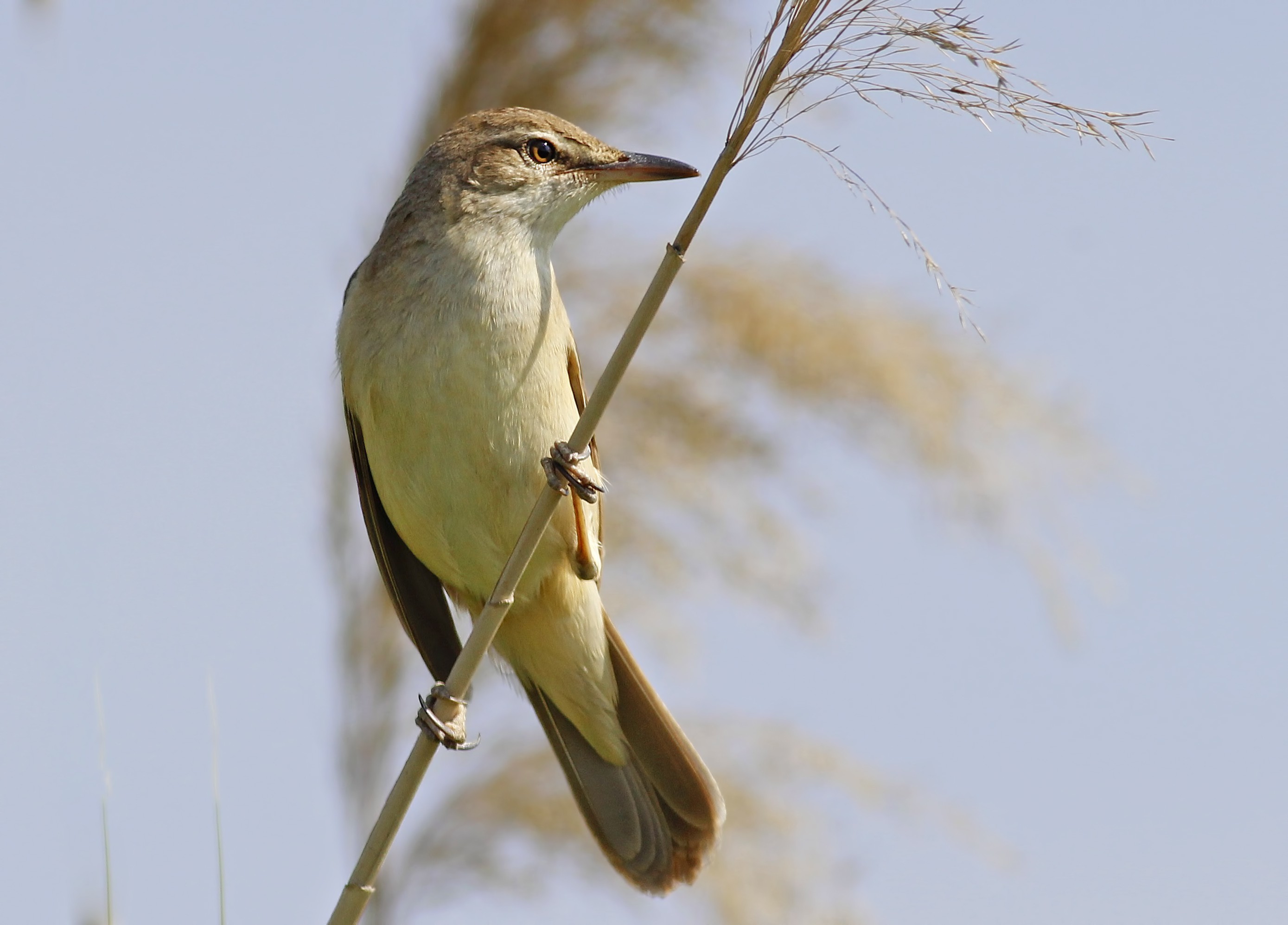 Great Reed-warbler
