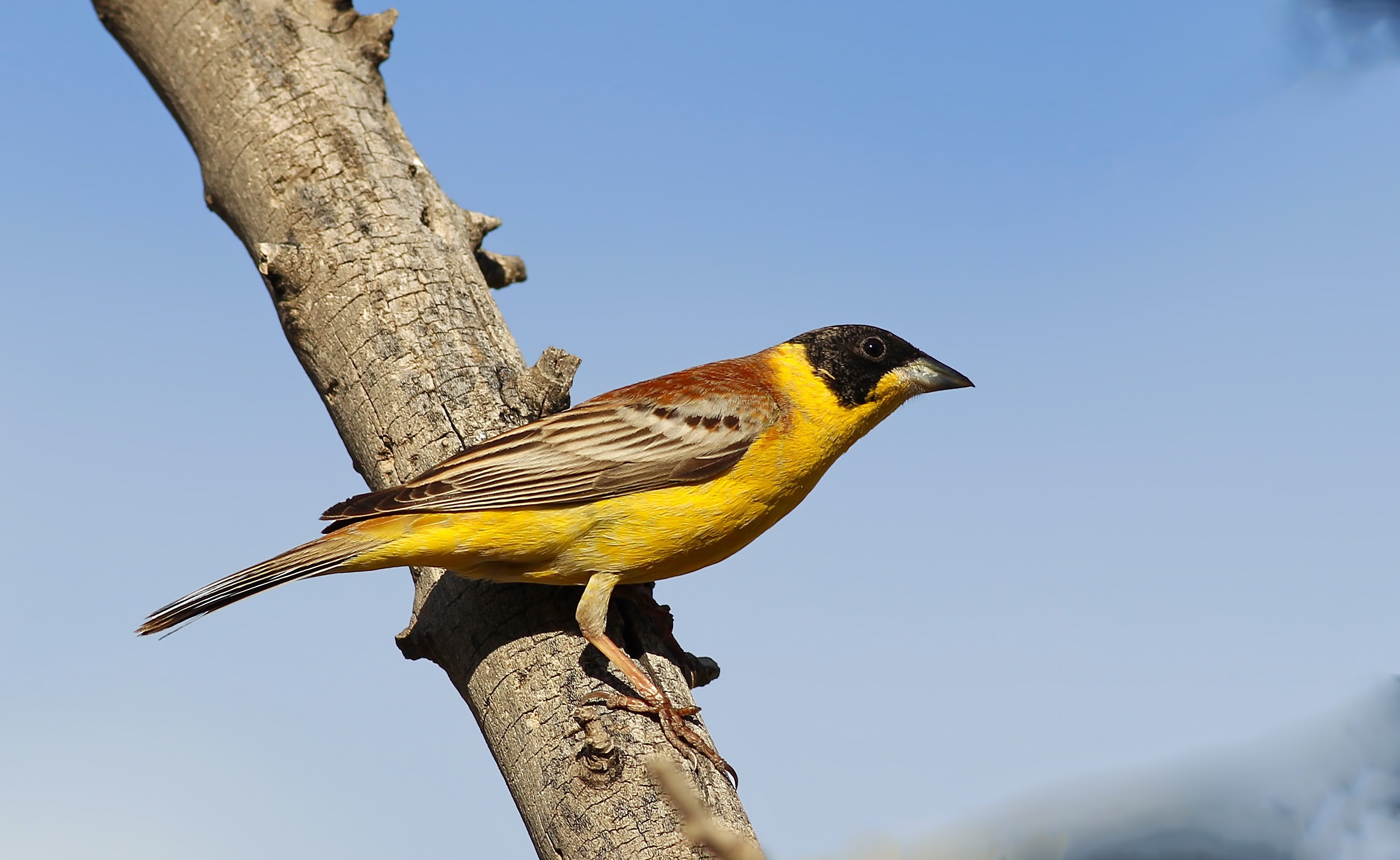 Black-headed Bunting