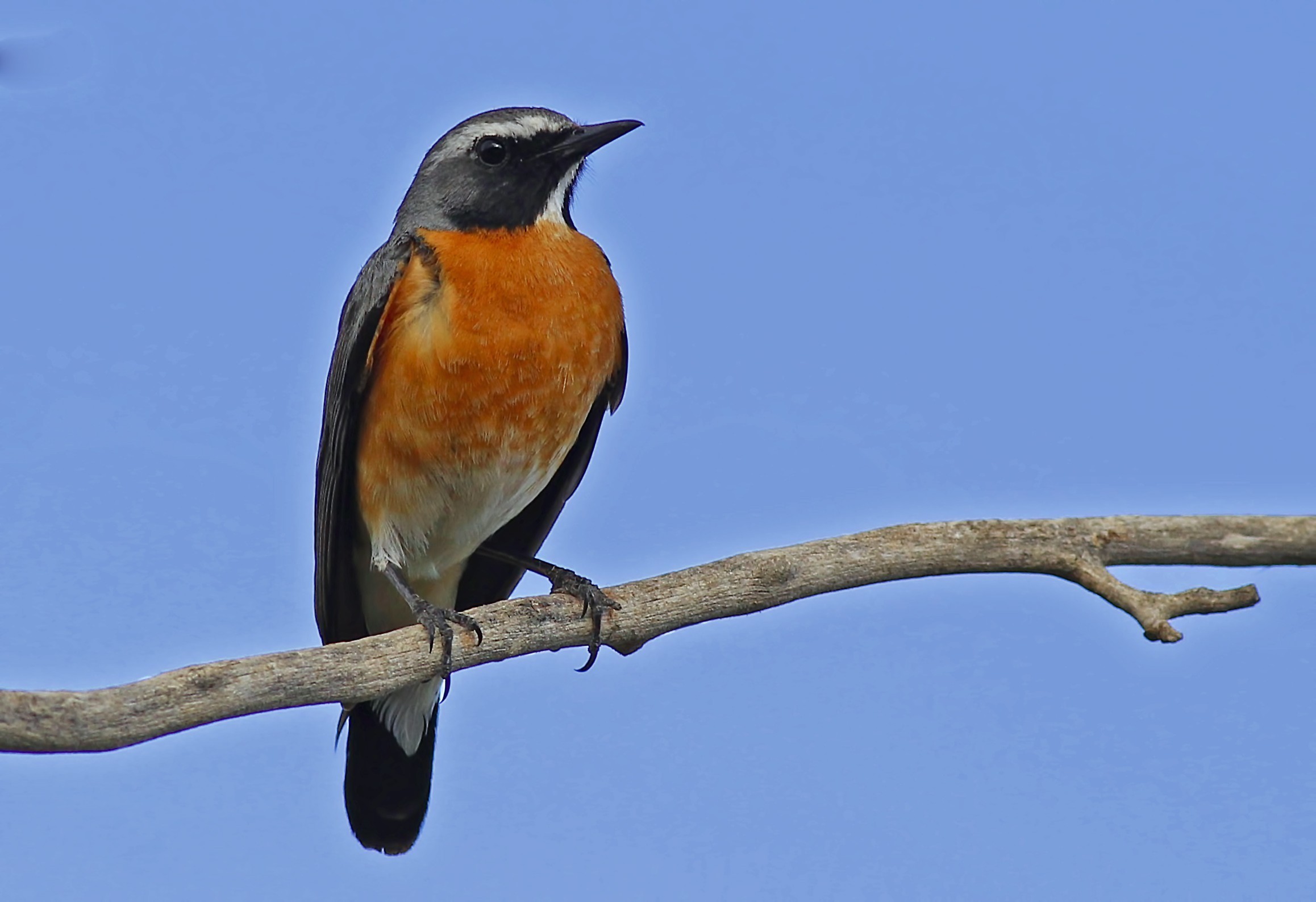 White-throated Robin