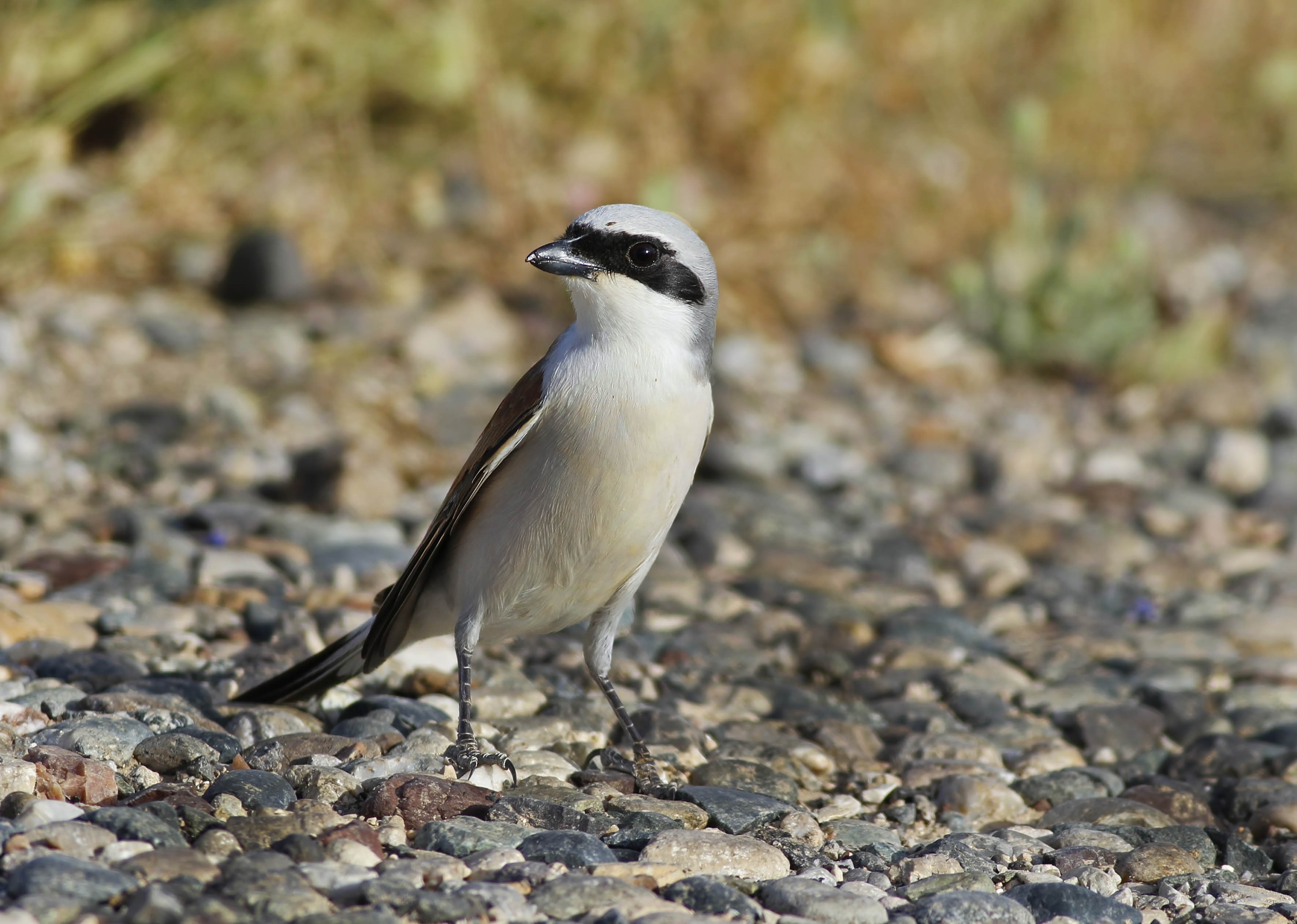 Red-backed Shrike
