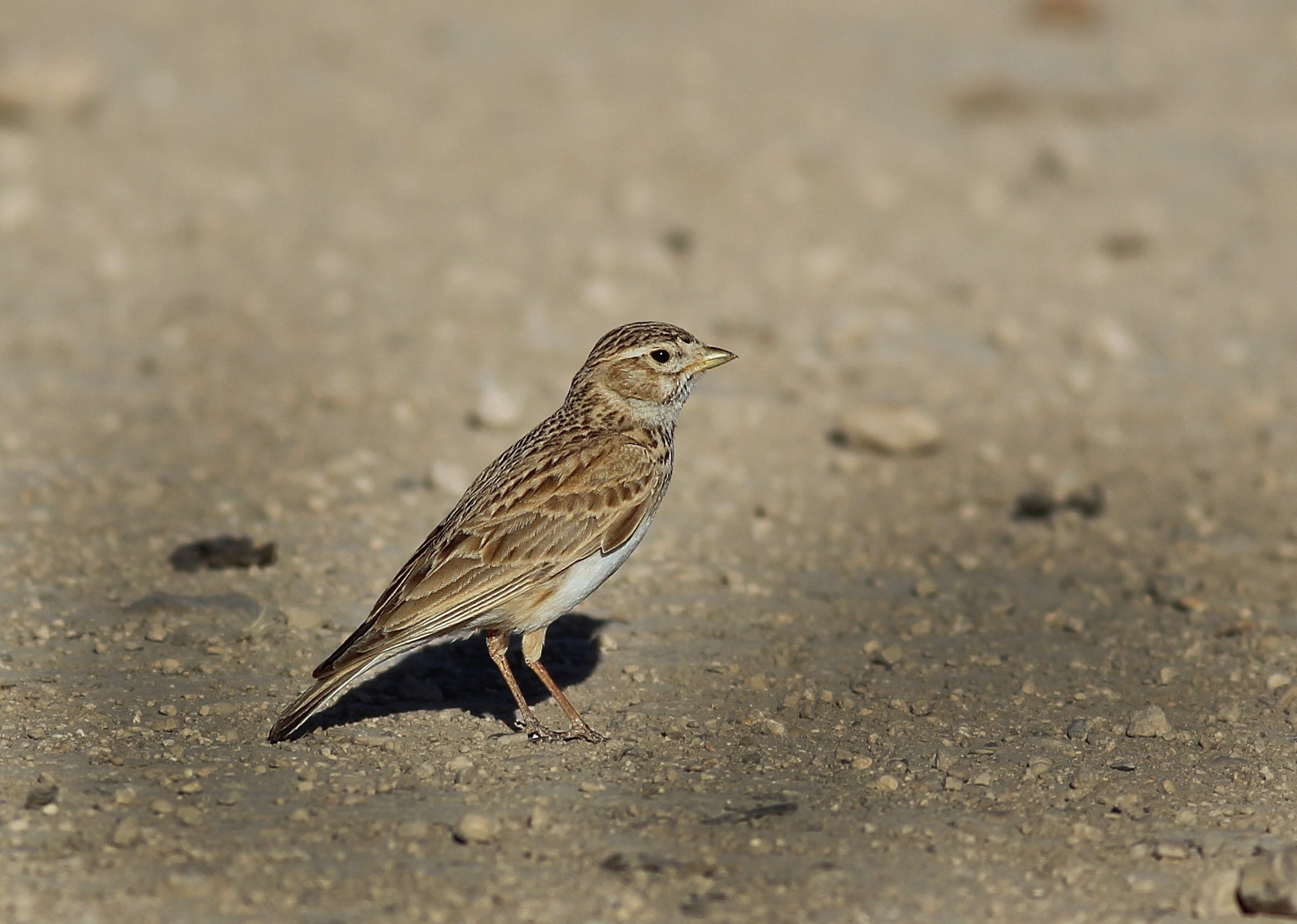 Greater Short-toed Lark