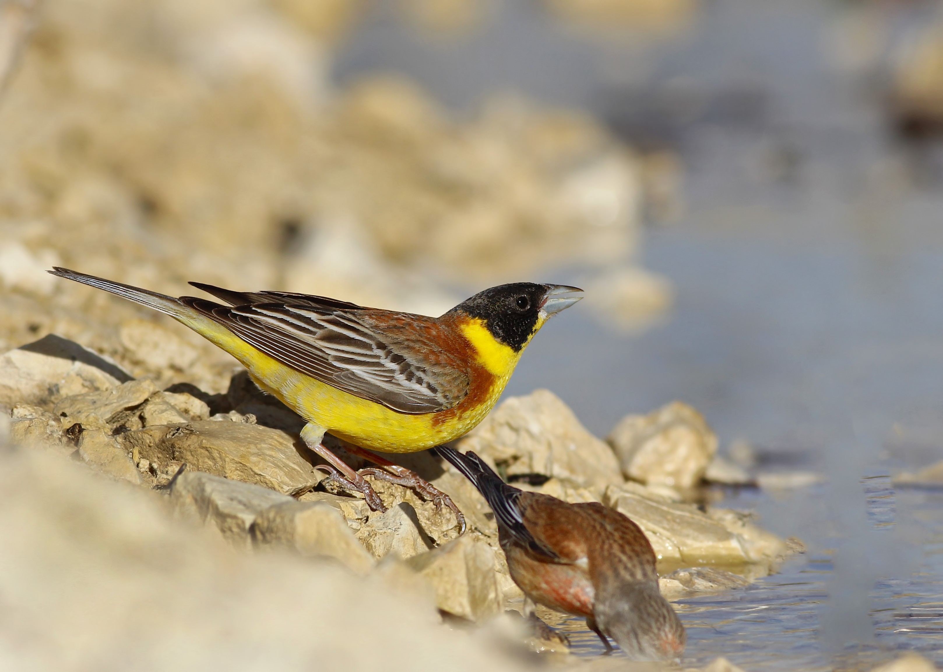 Black-headed Bunting
