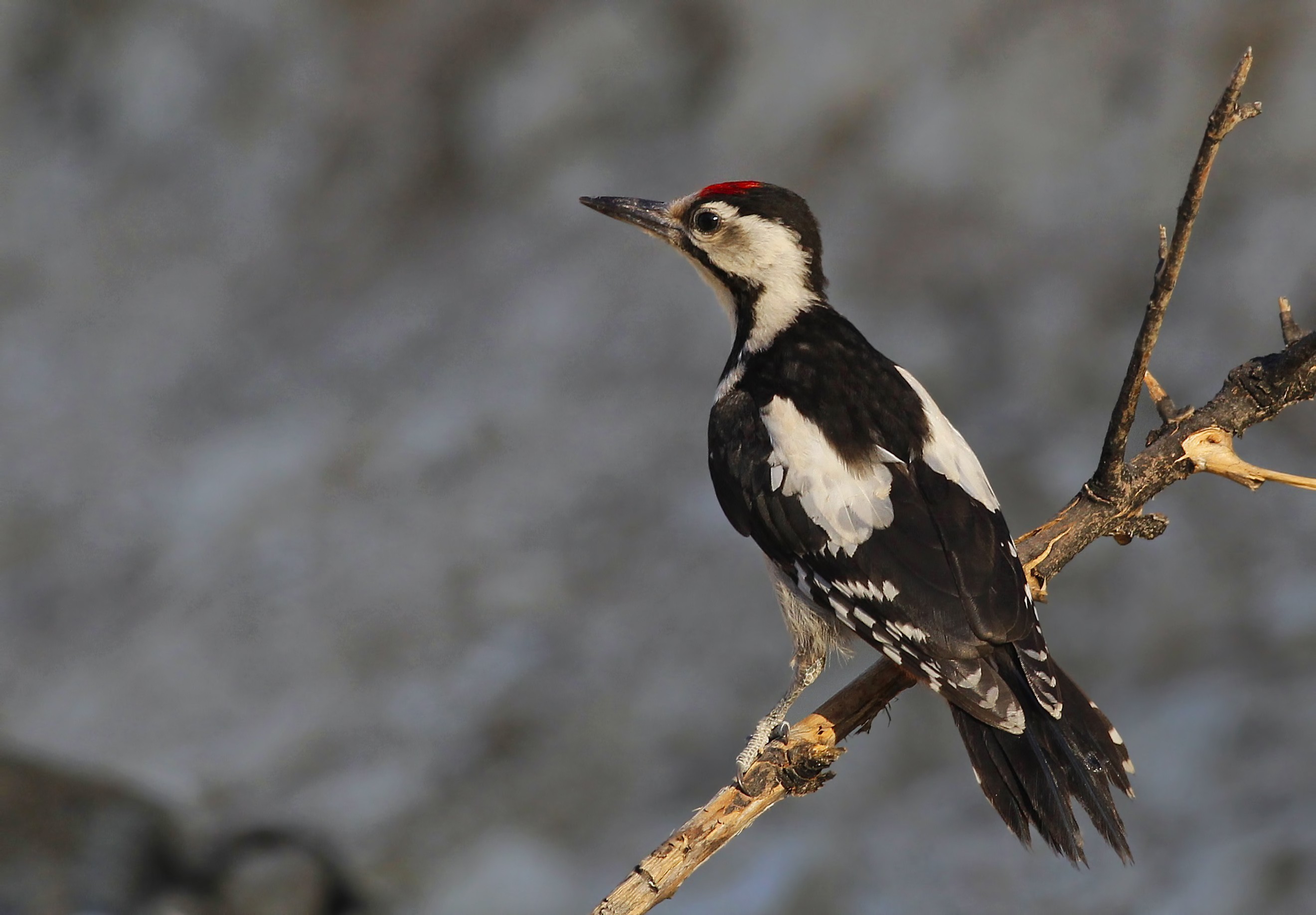 Syrian Woodpecker