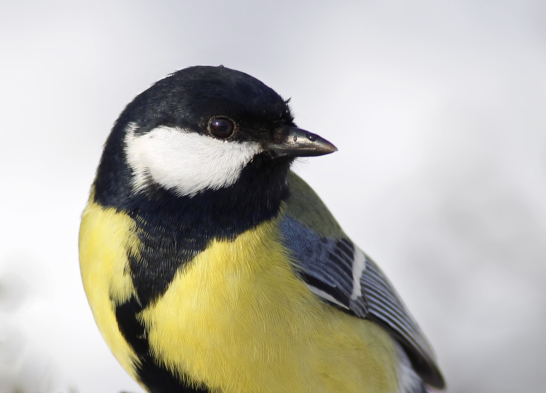 Great Tit