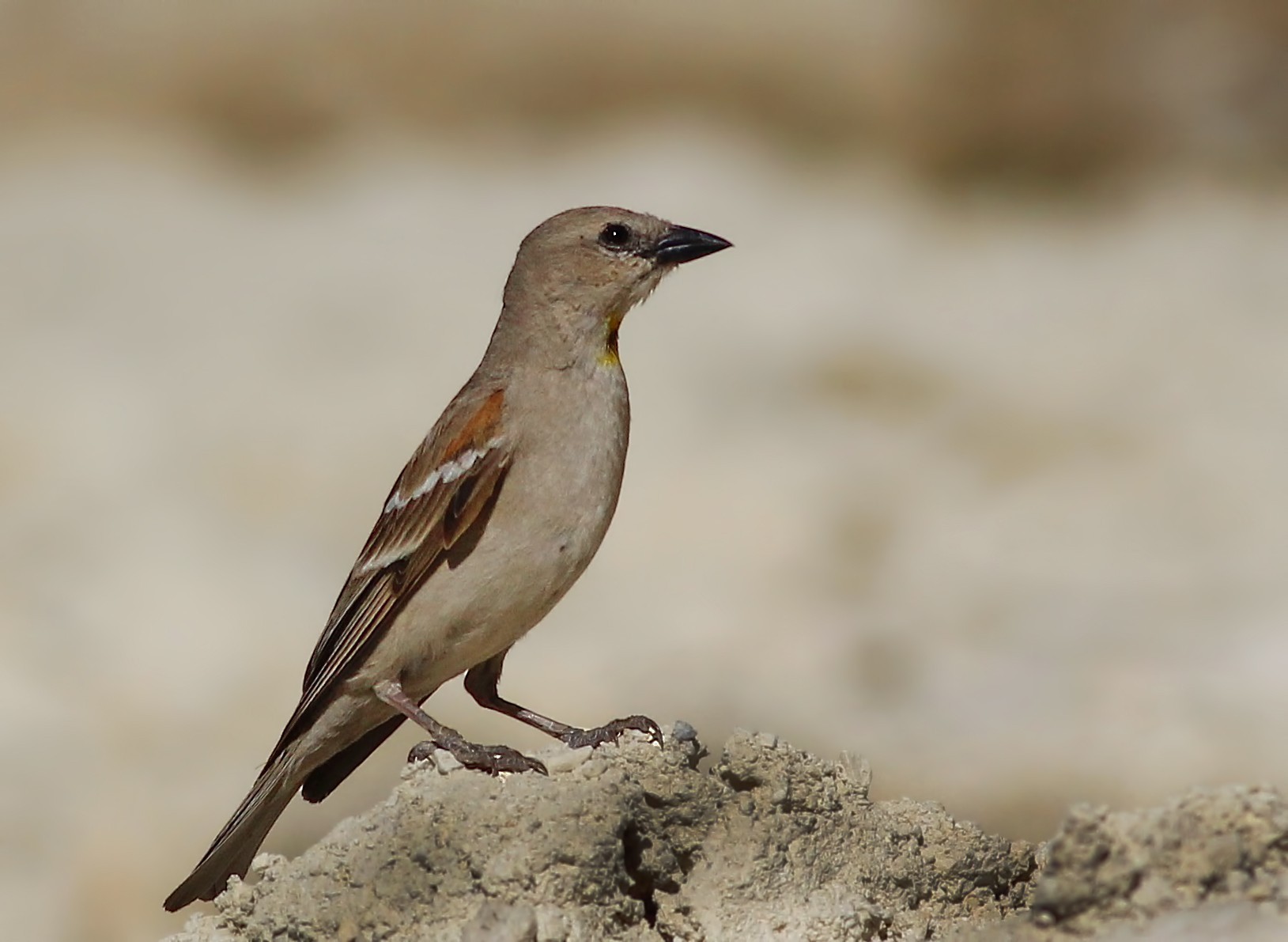 Chestnut-shouldered Bush-sparrow