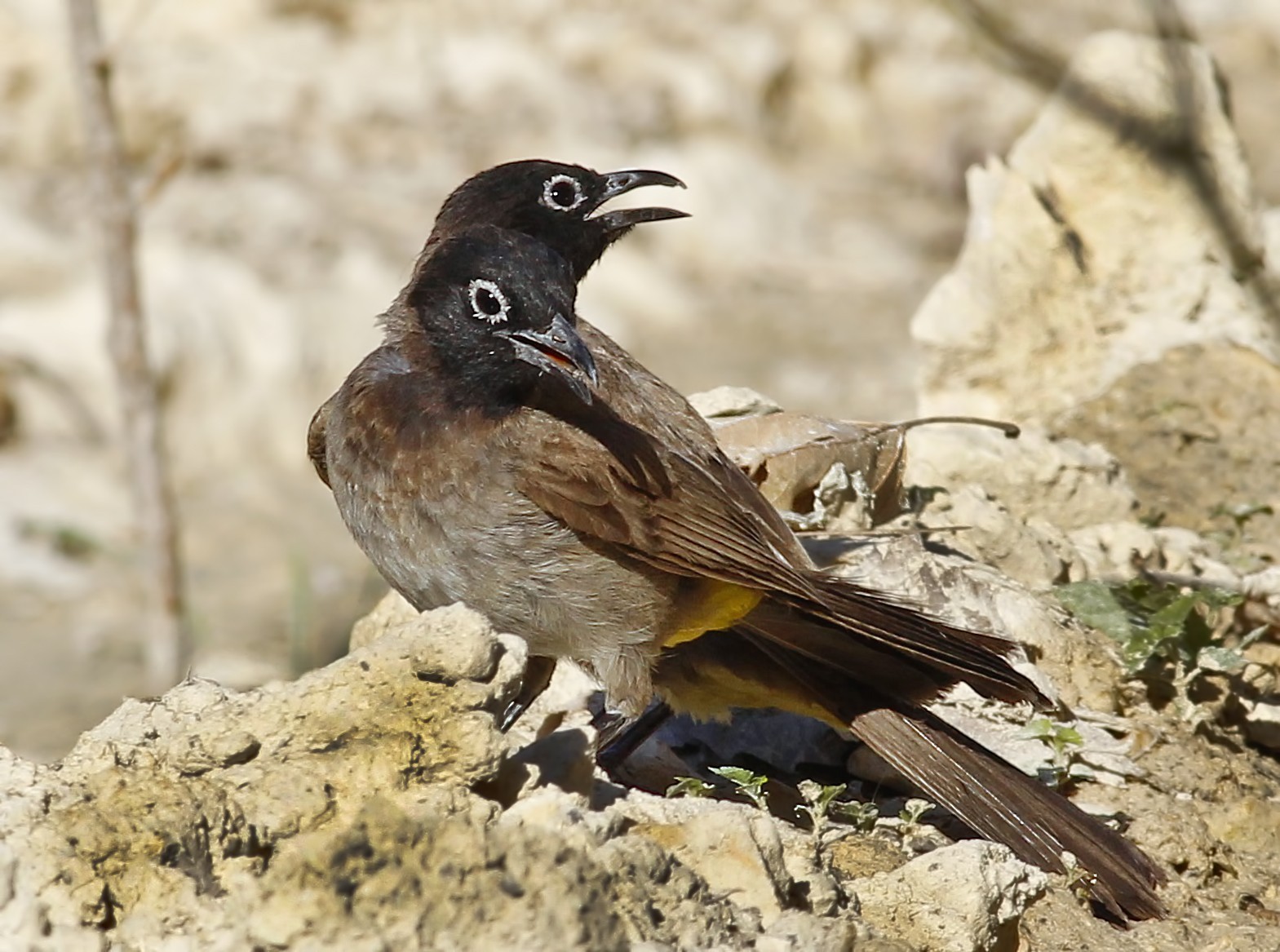 White-spectacled Bulbul