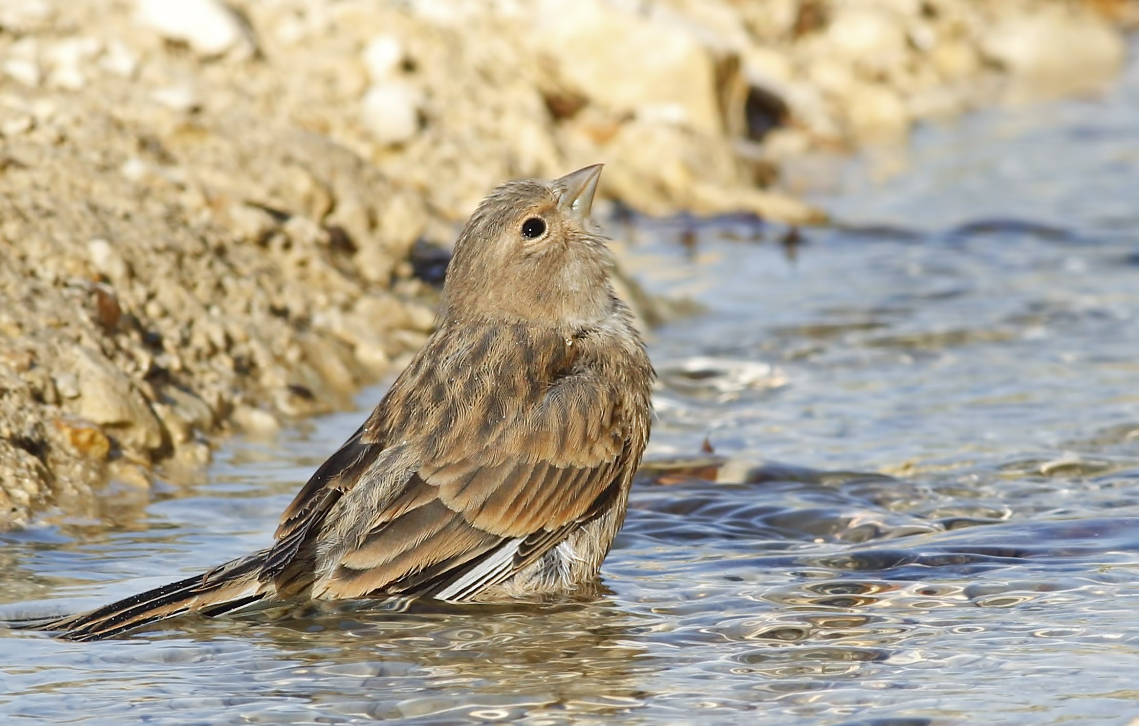 Common Linnet