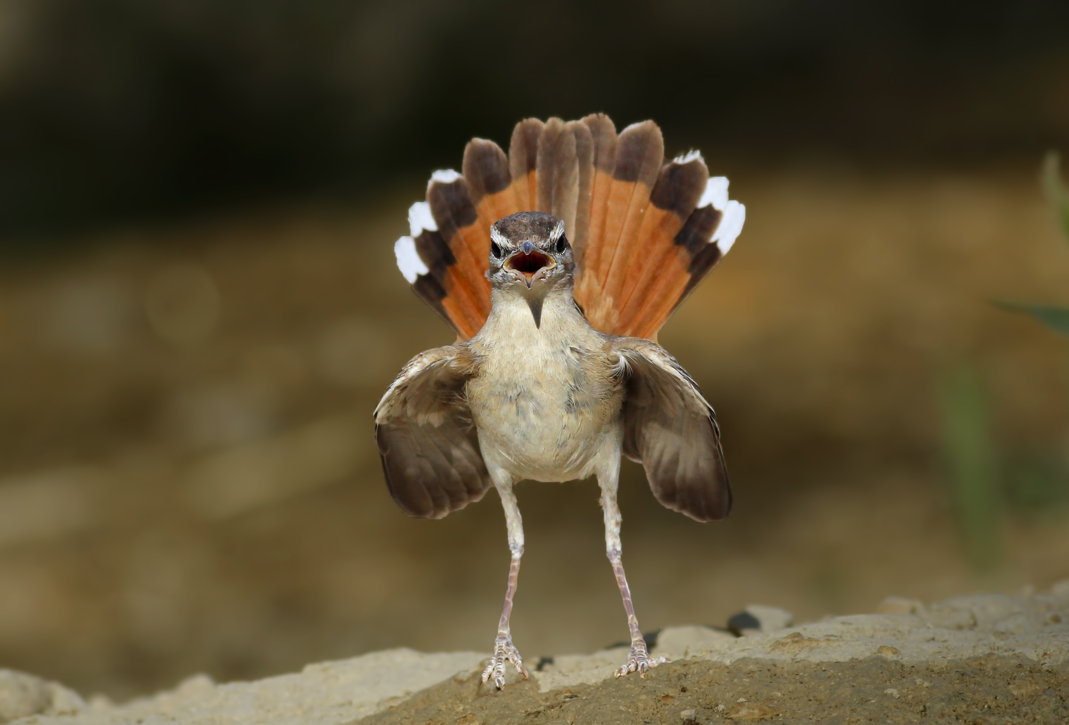 Rufous Scrub-robin
