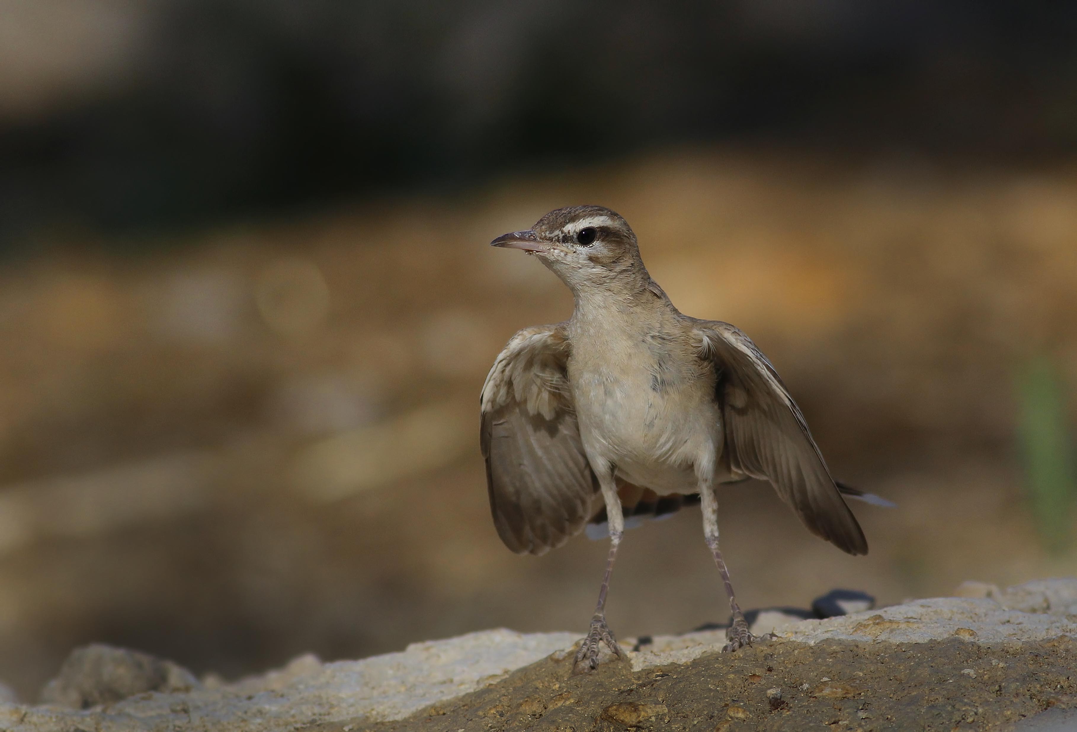 Rufous-tailed Scrub-Robin
