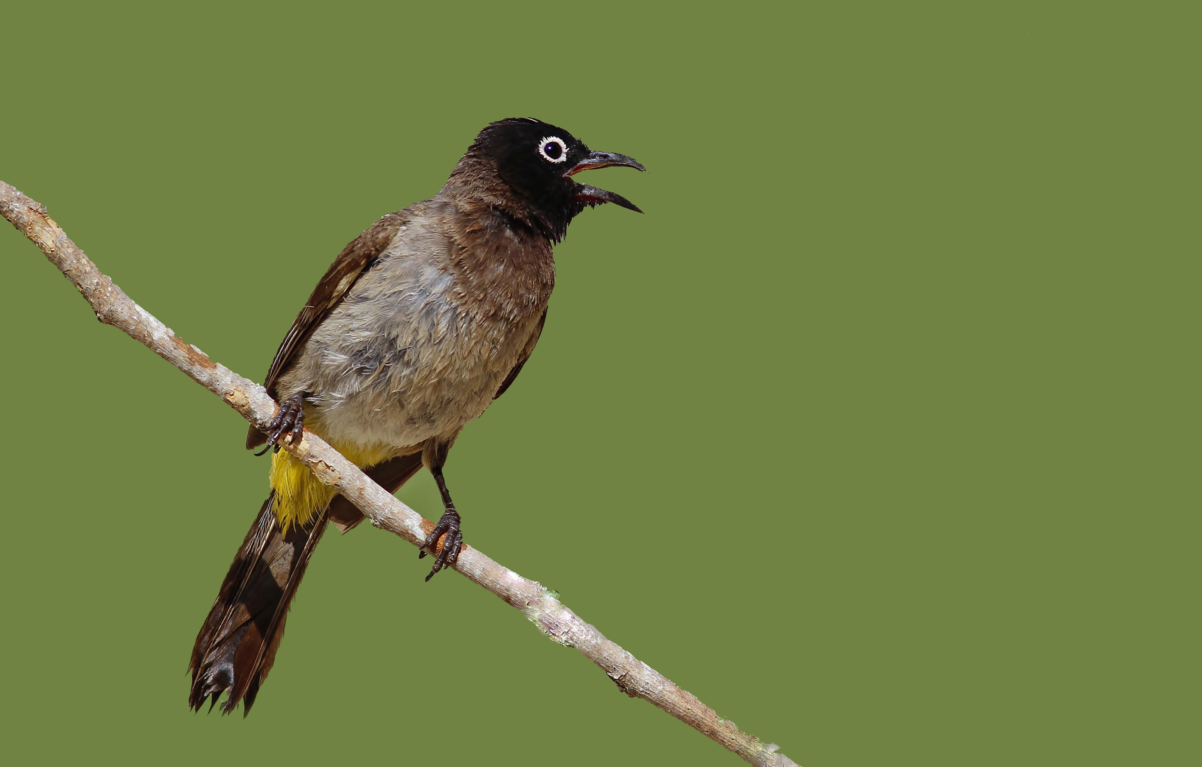 White-spectacled Bulbul