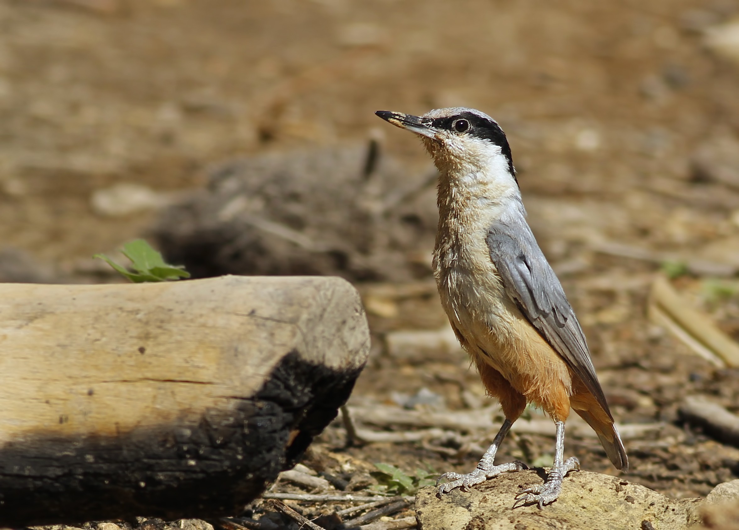 Eastern Rock Nuthatch