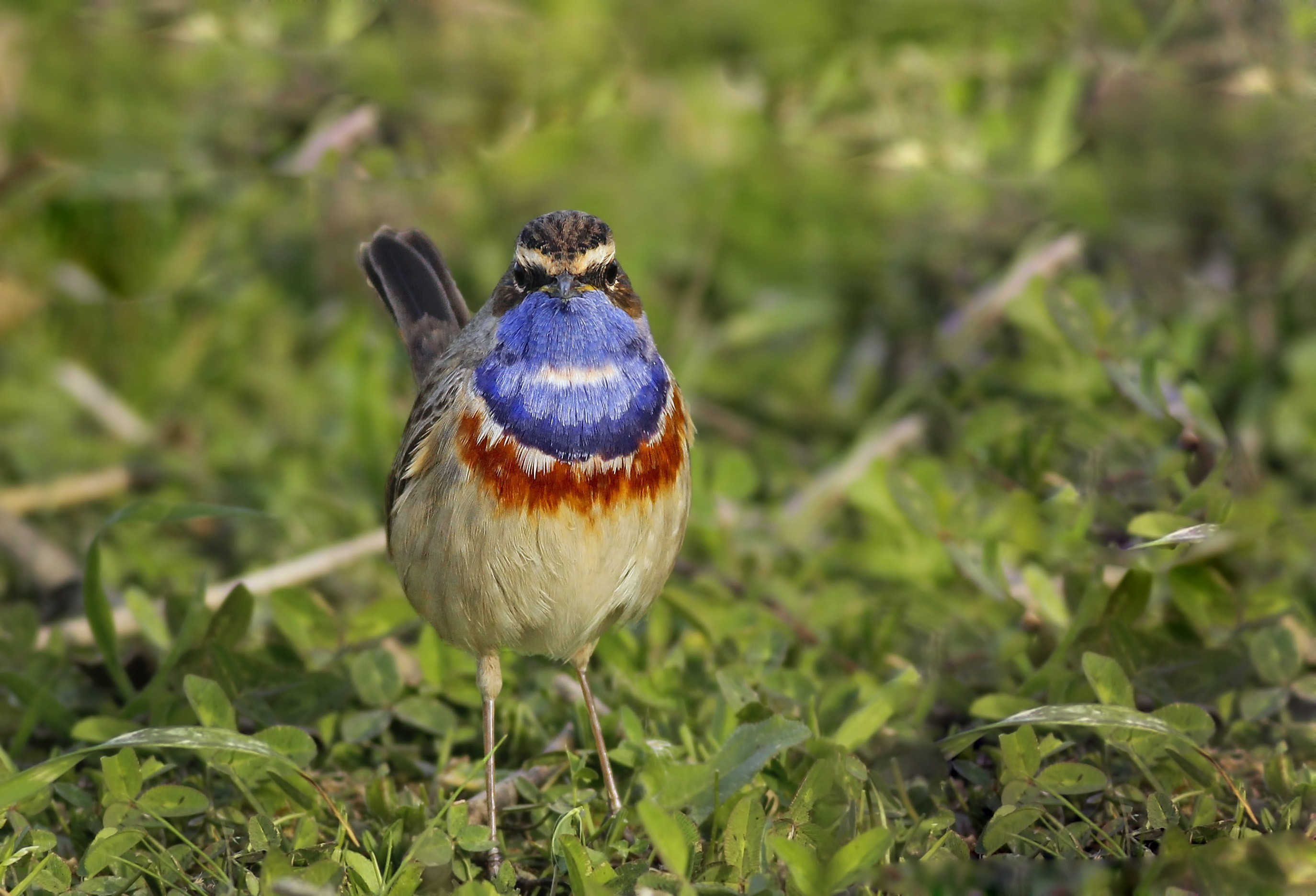 Bluethroat