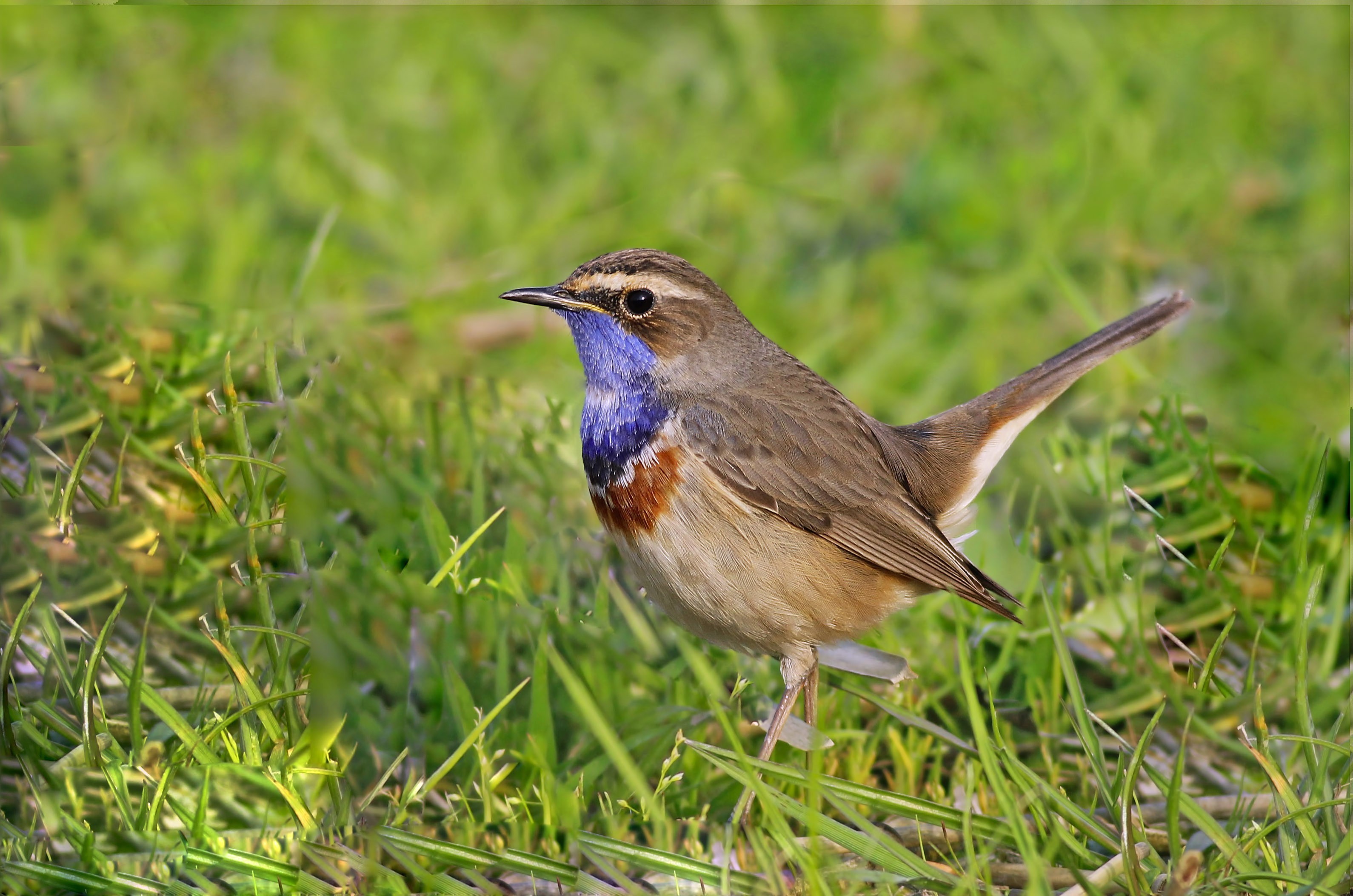 Bluethroat