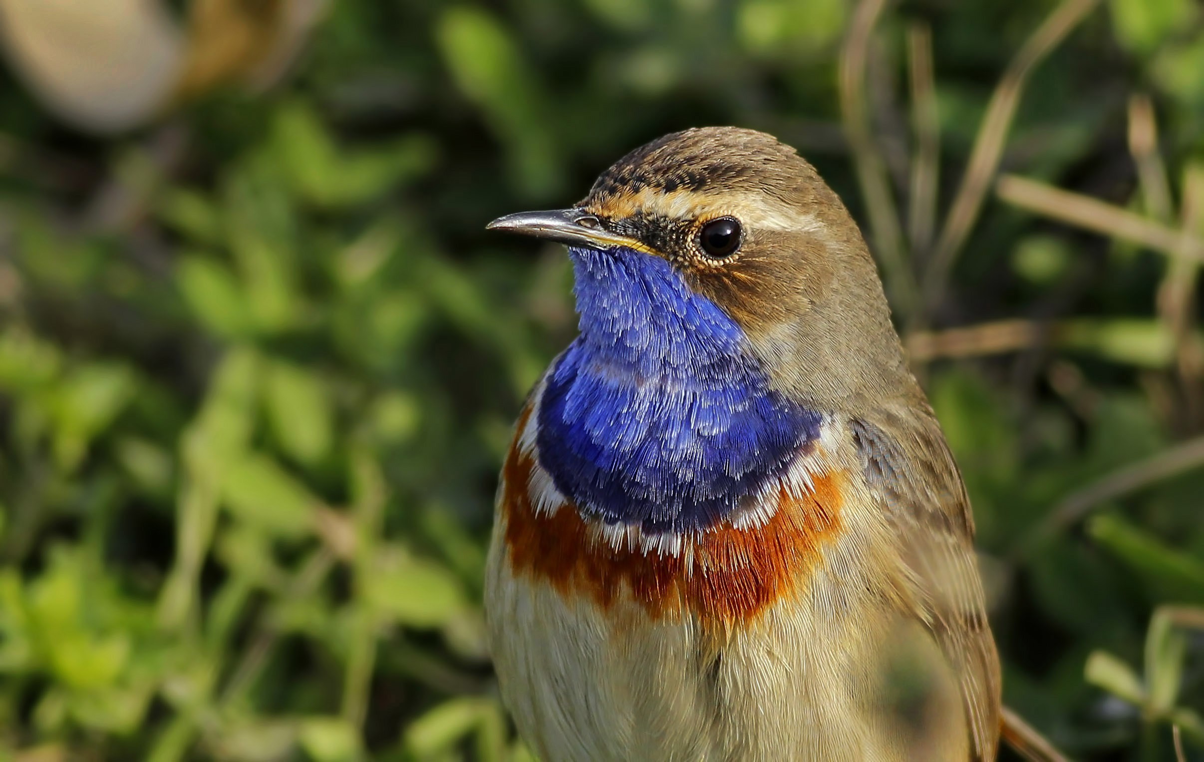 Bluethroat