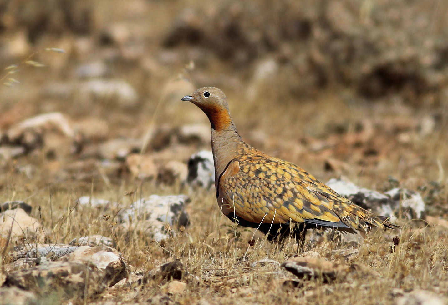 Black-bellied Sandgrouse