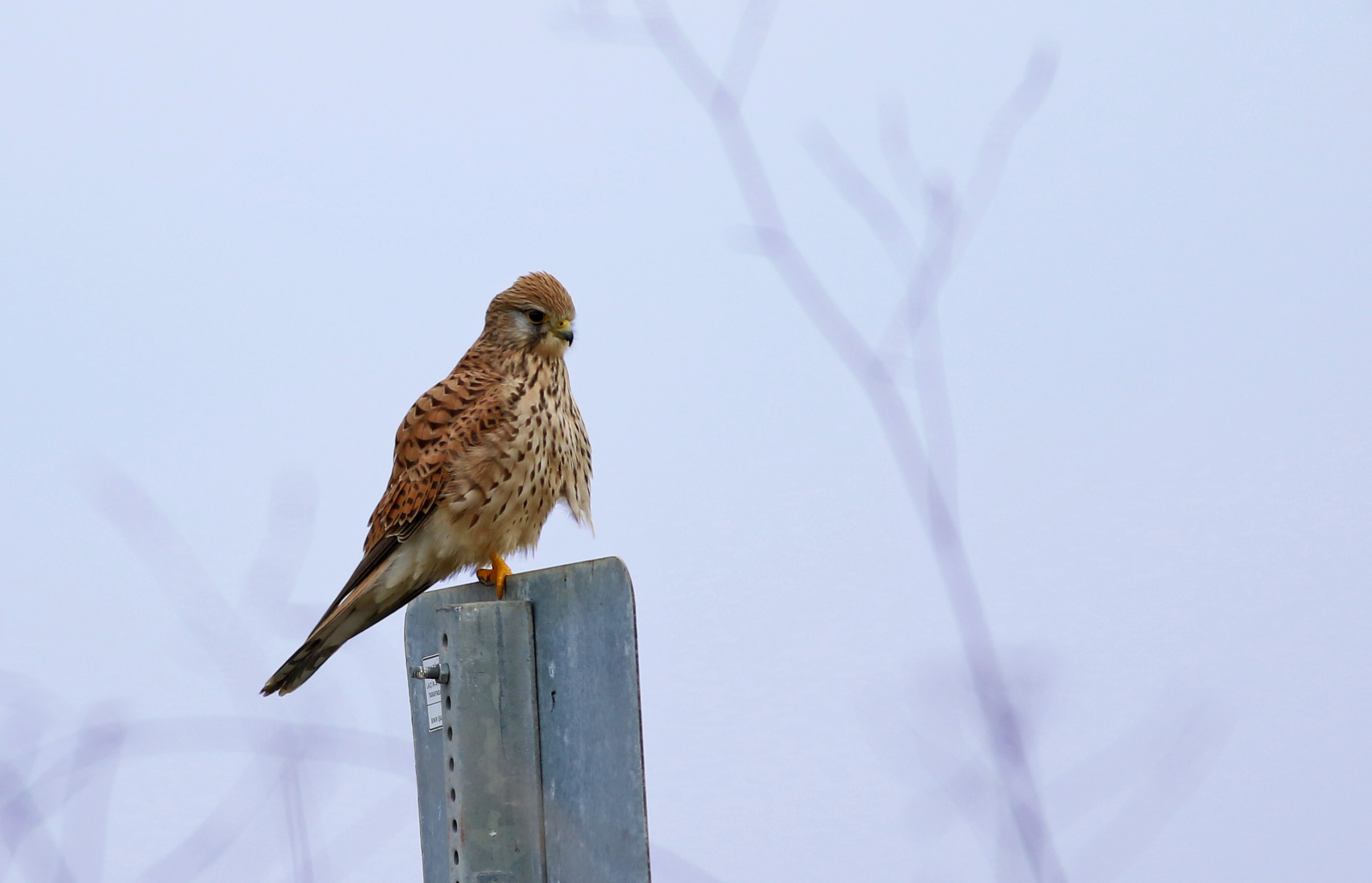 Lesser Kestrel