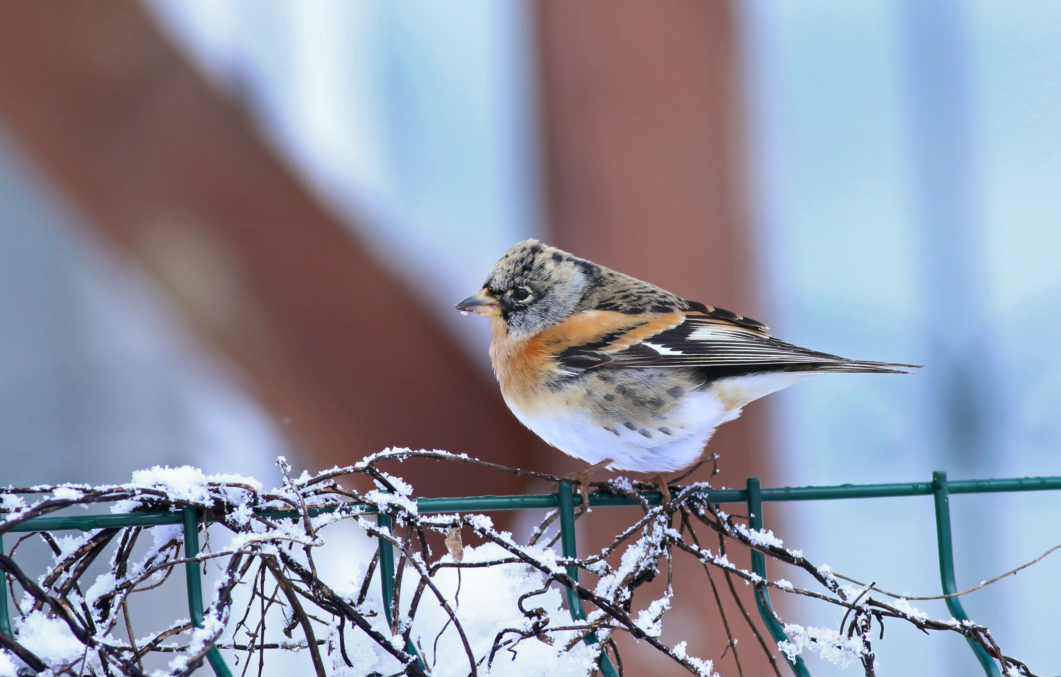 Brambling