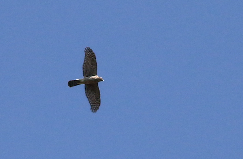 Northern Goshawk