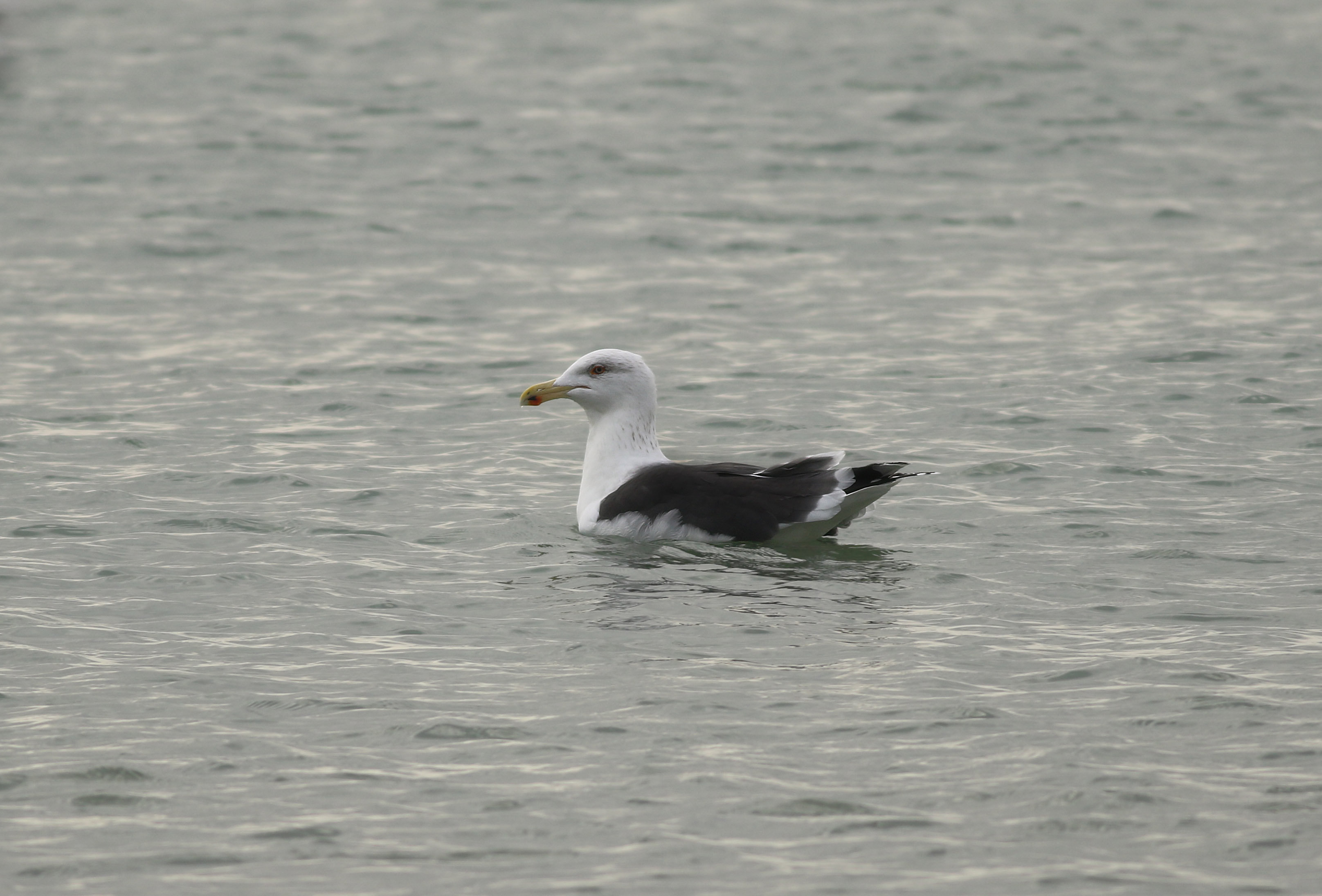 Great Black-backed Gull