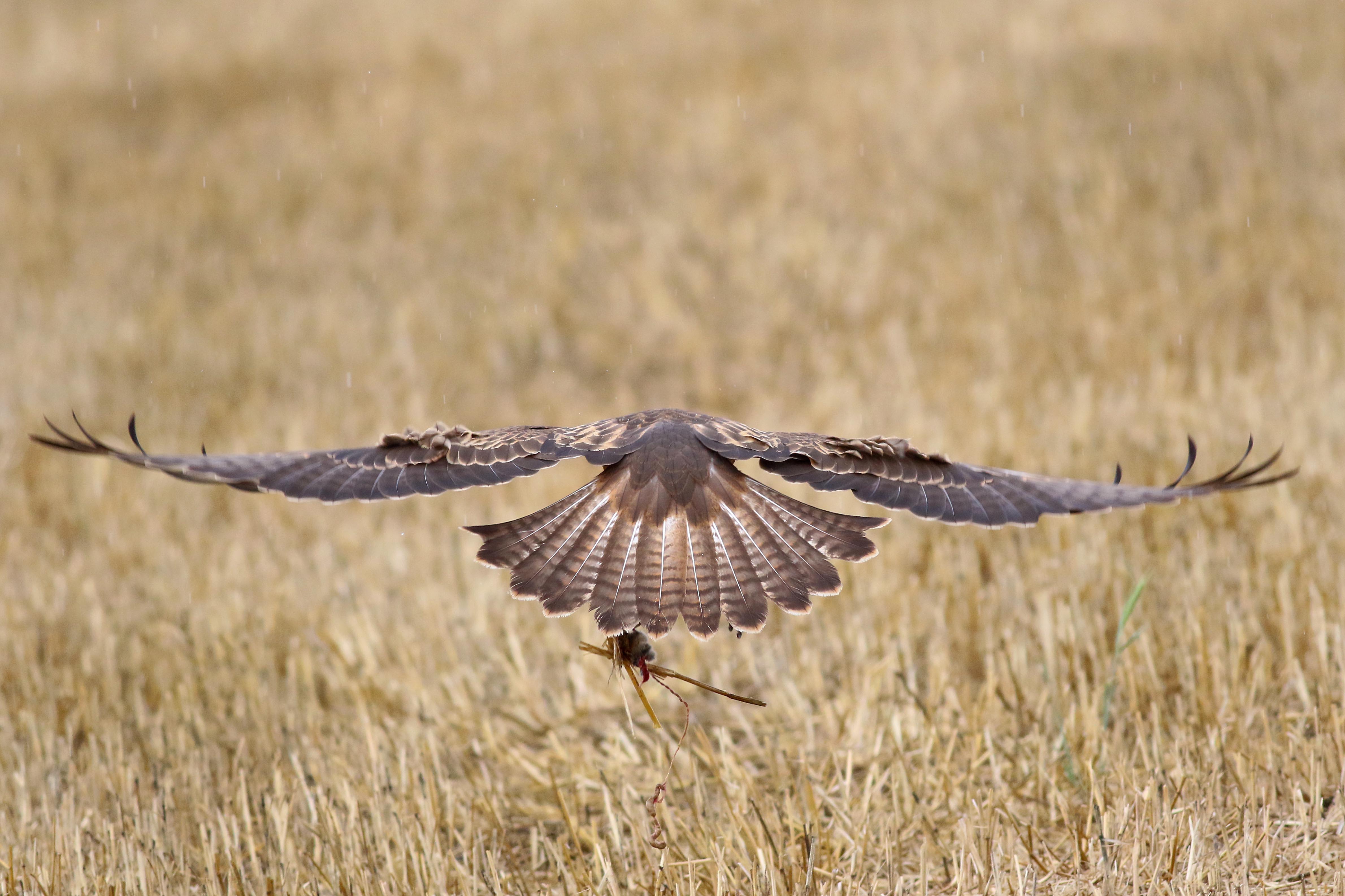 Long-legged Buzzard