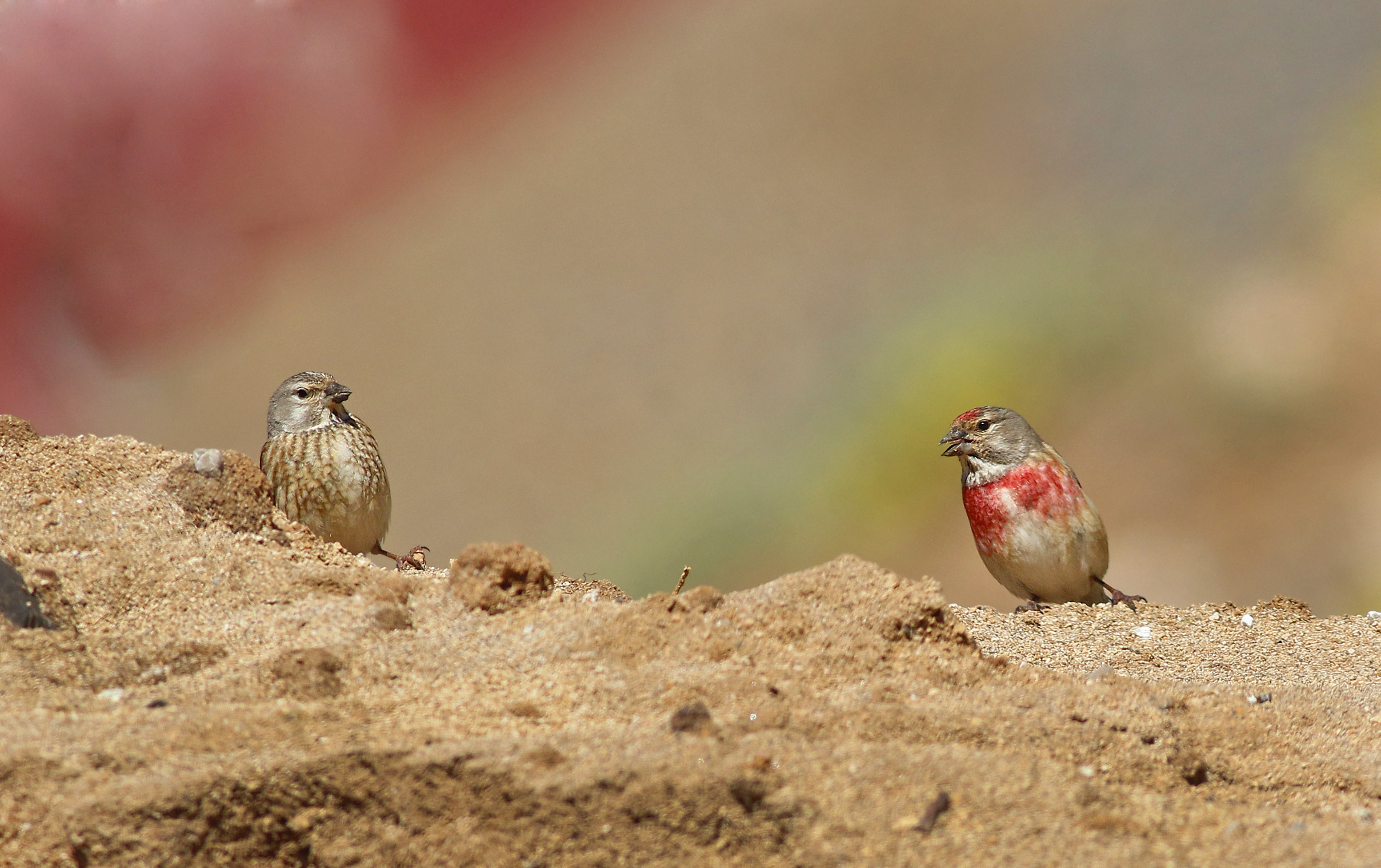 Eurasian Linnet
