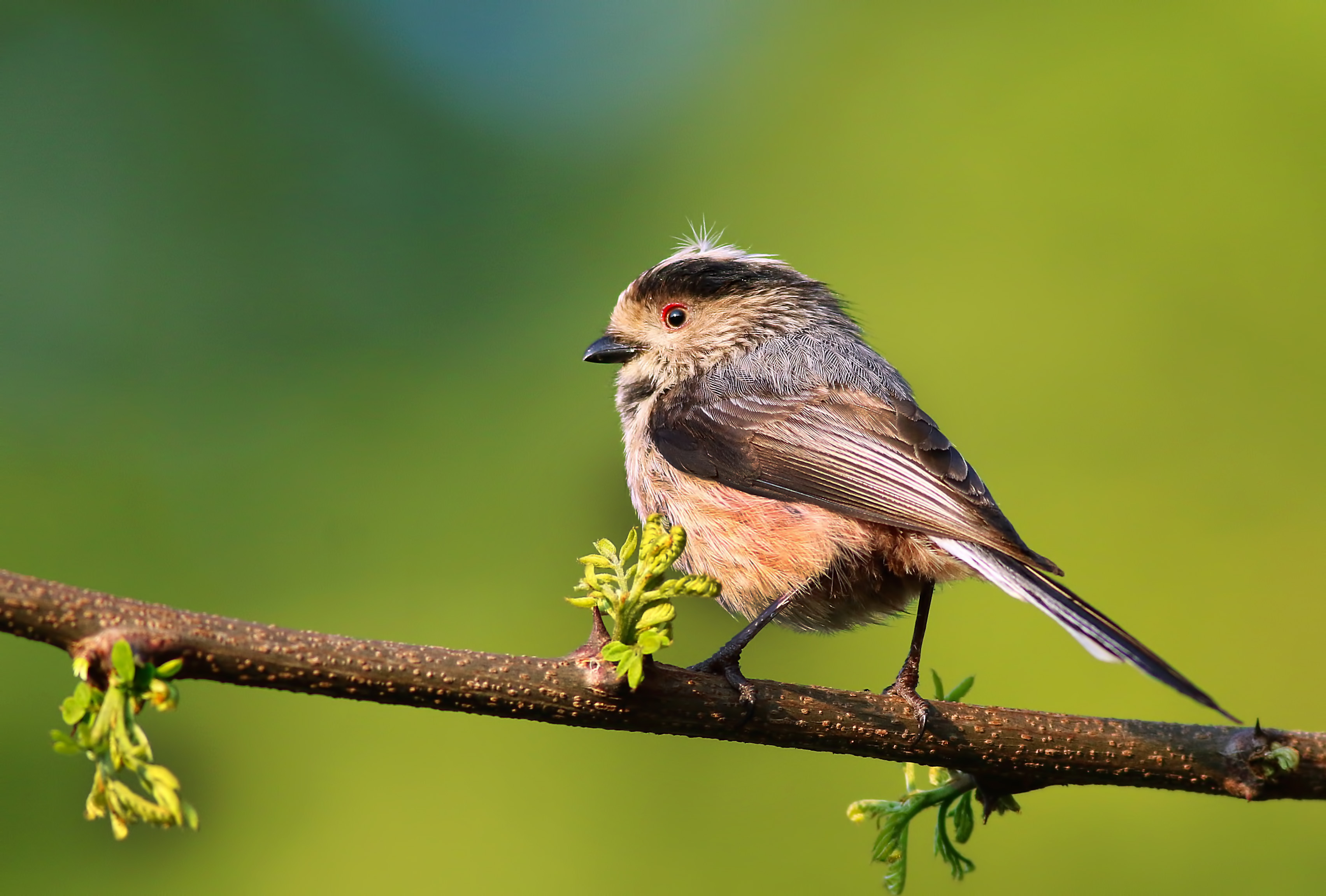 Long-tailed Tit