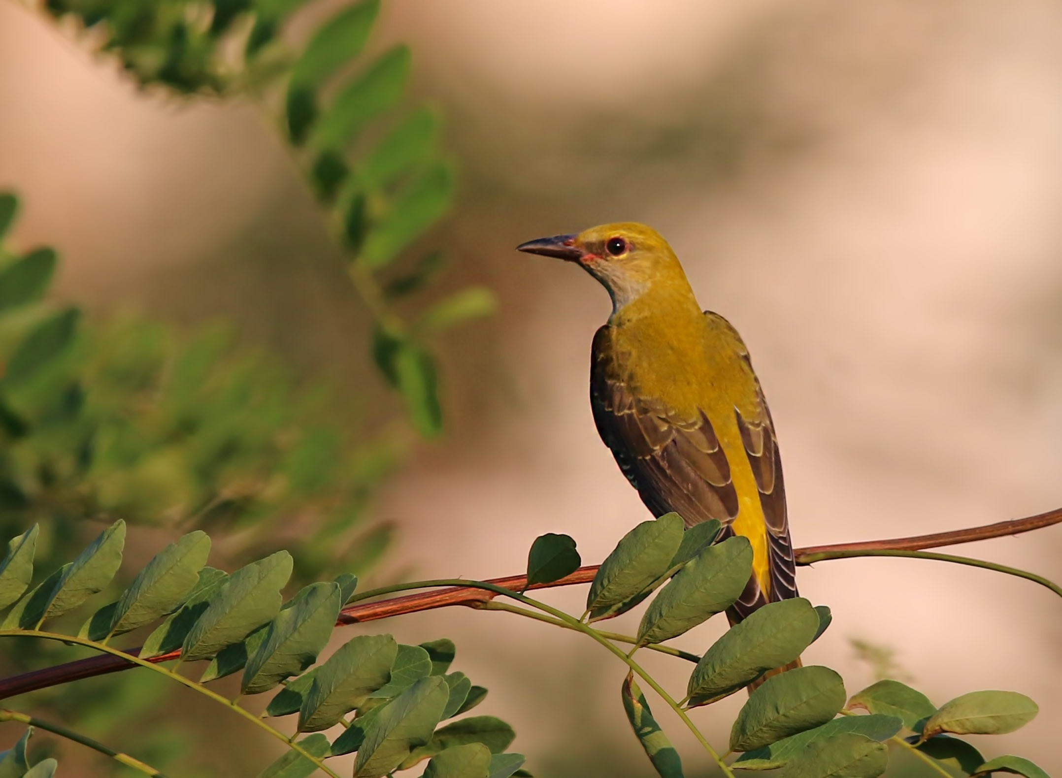 Eurasian Golden Oriole