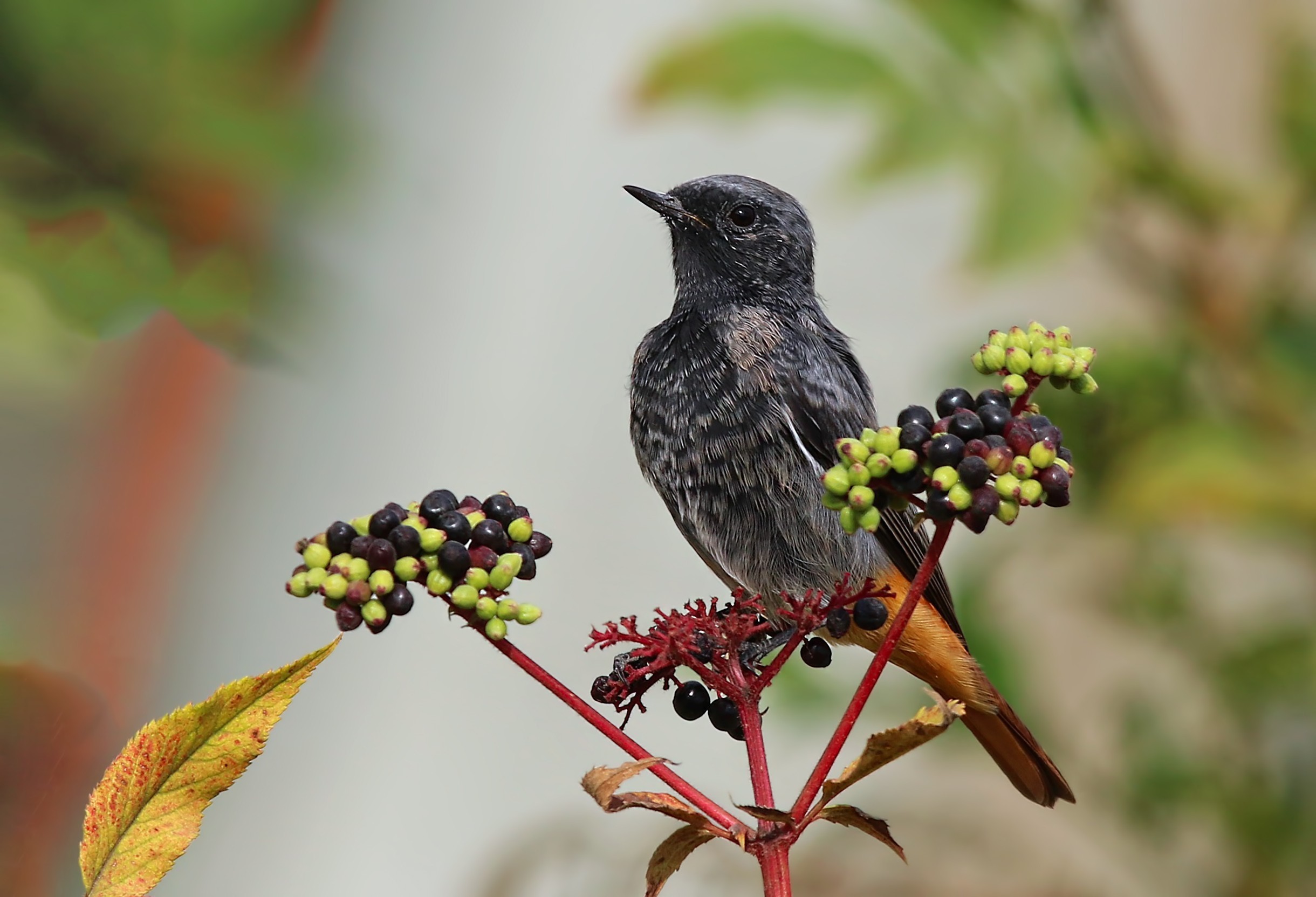 Black Redstart