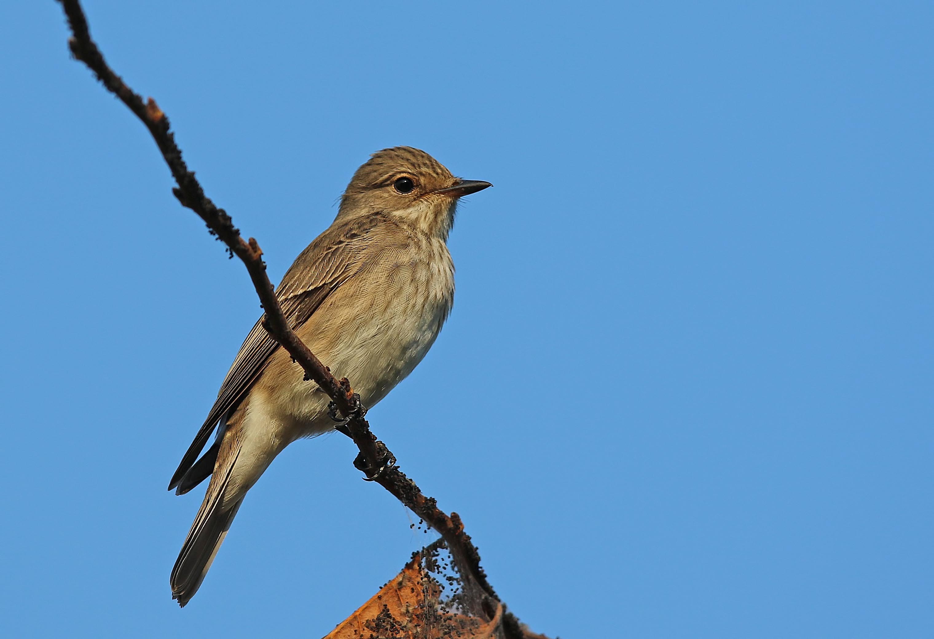 Spotted Flycatcher