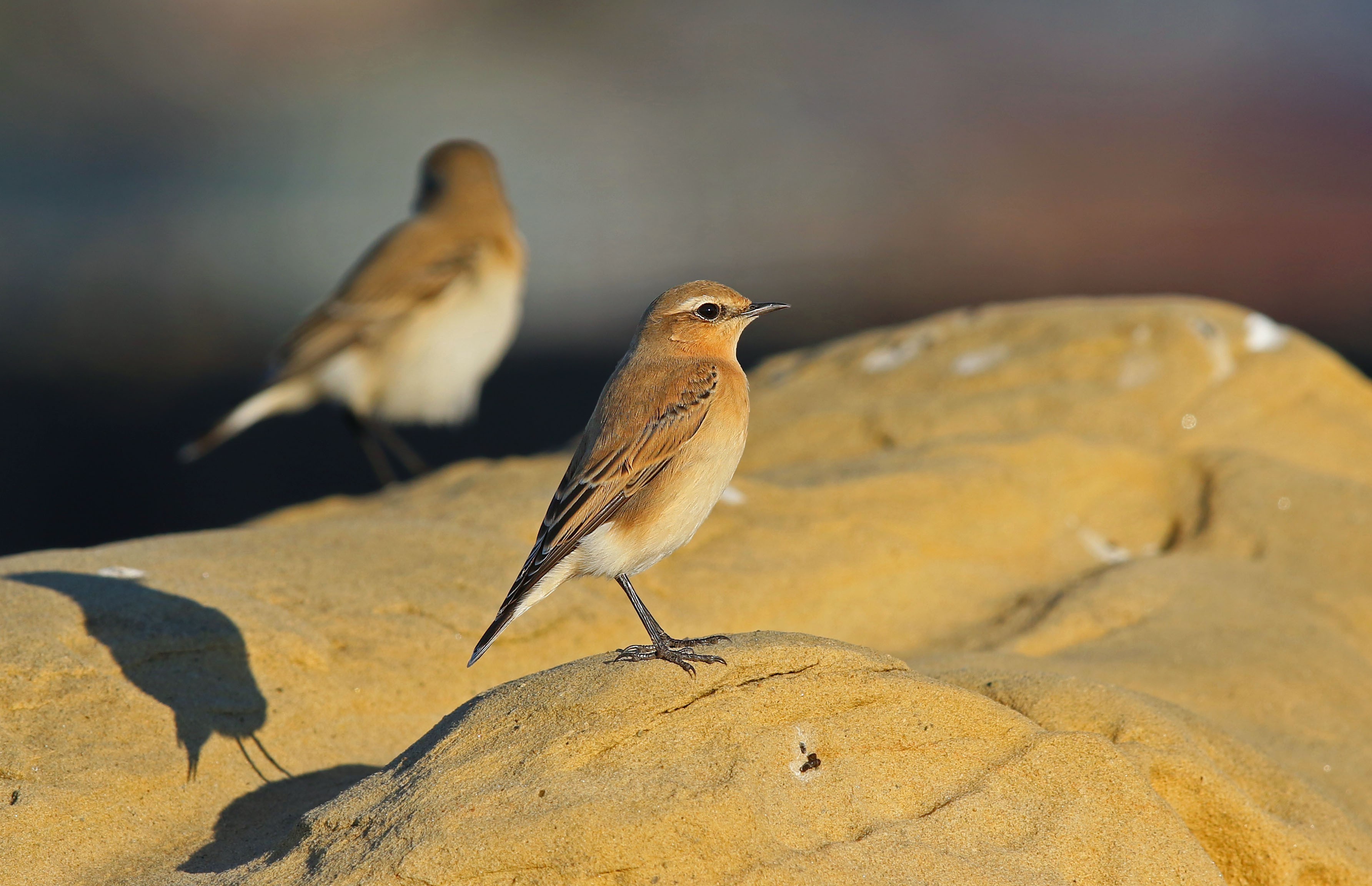 Isabelline Wheatear