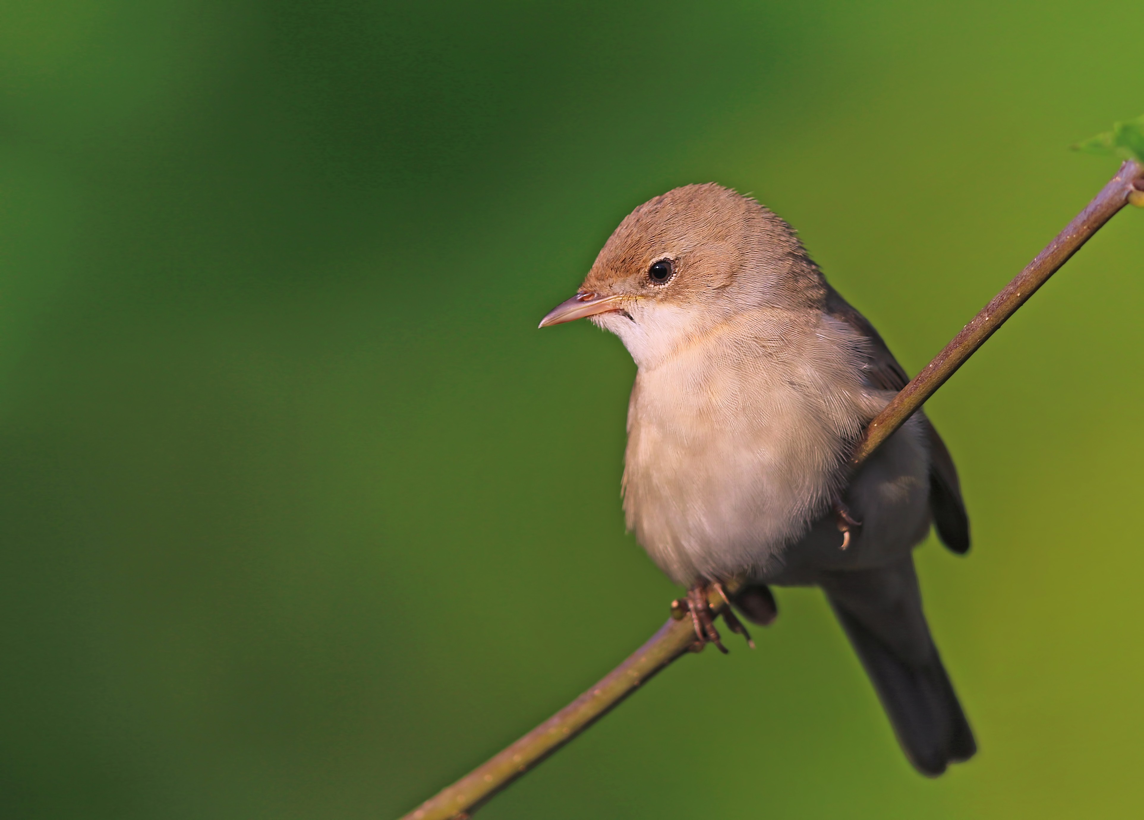 Greater Whitethroat