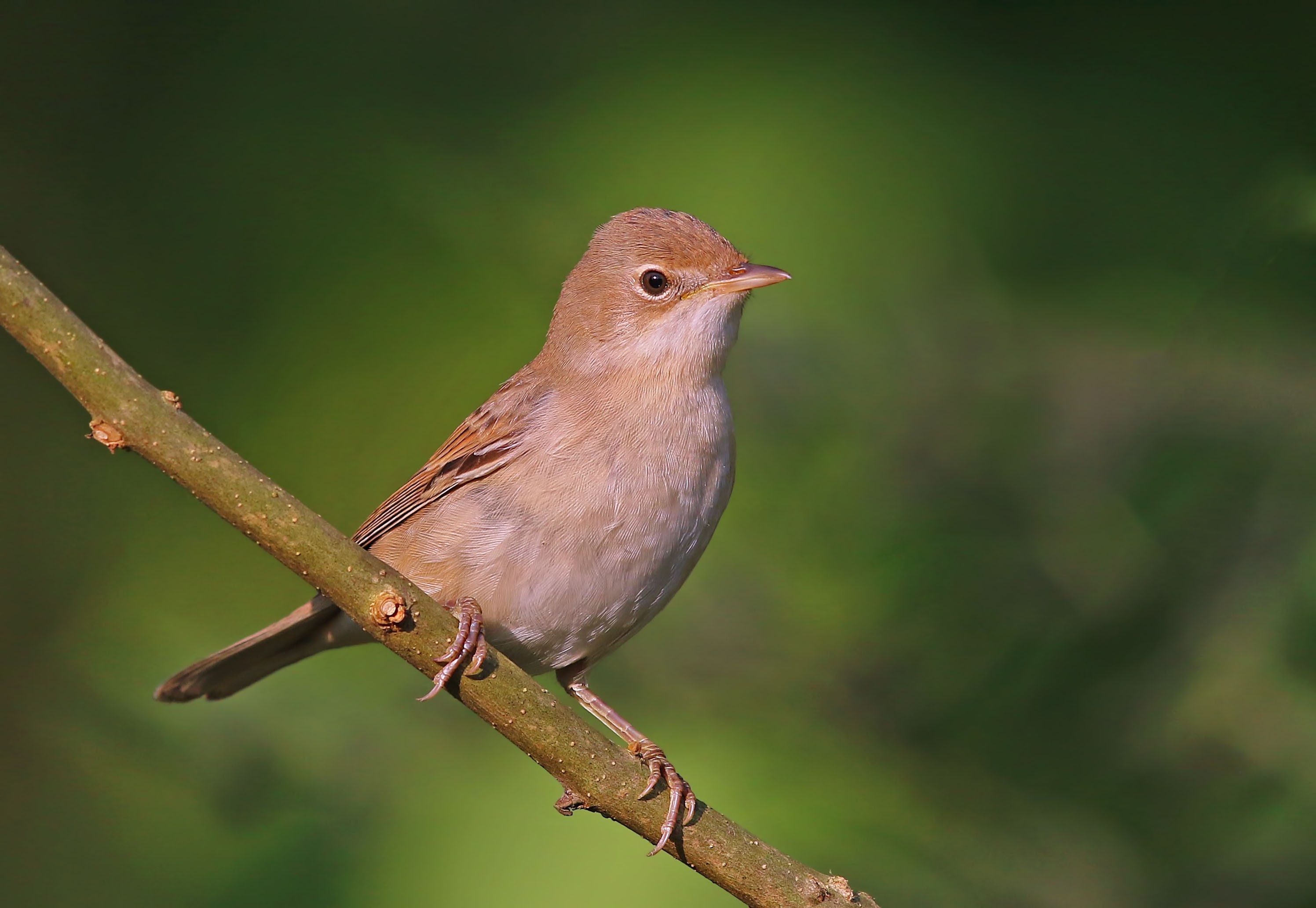 Greater Whitethroat