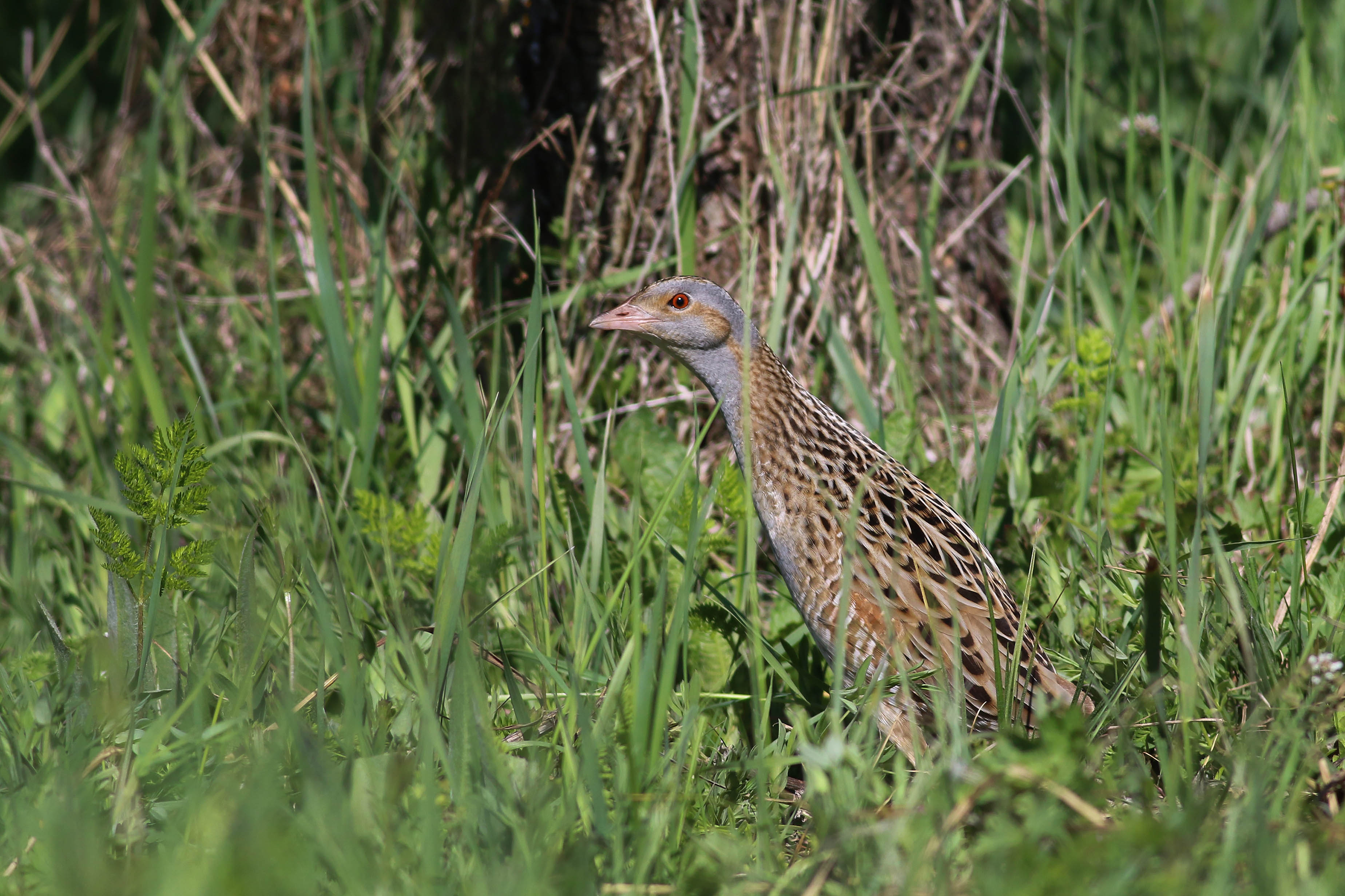 Corn Crake