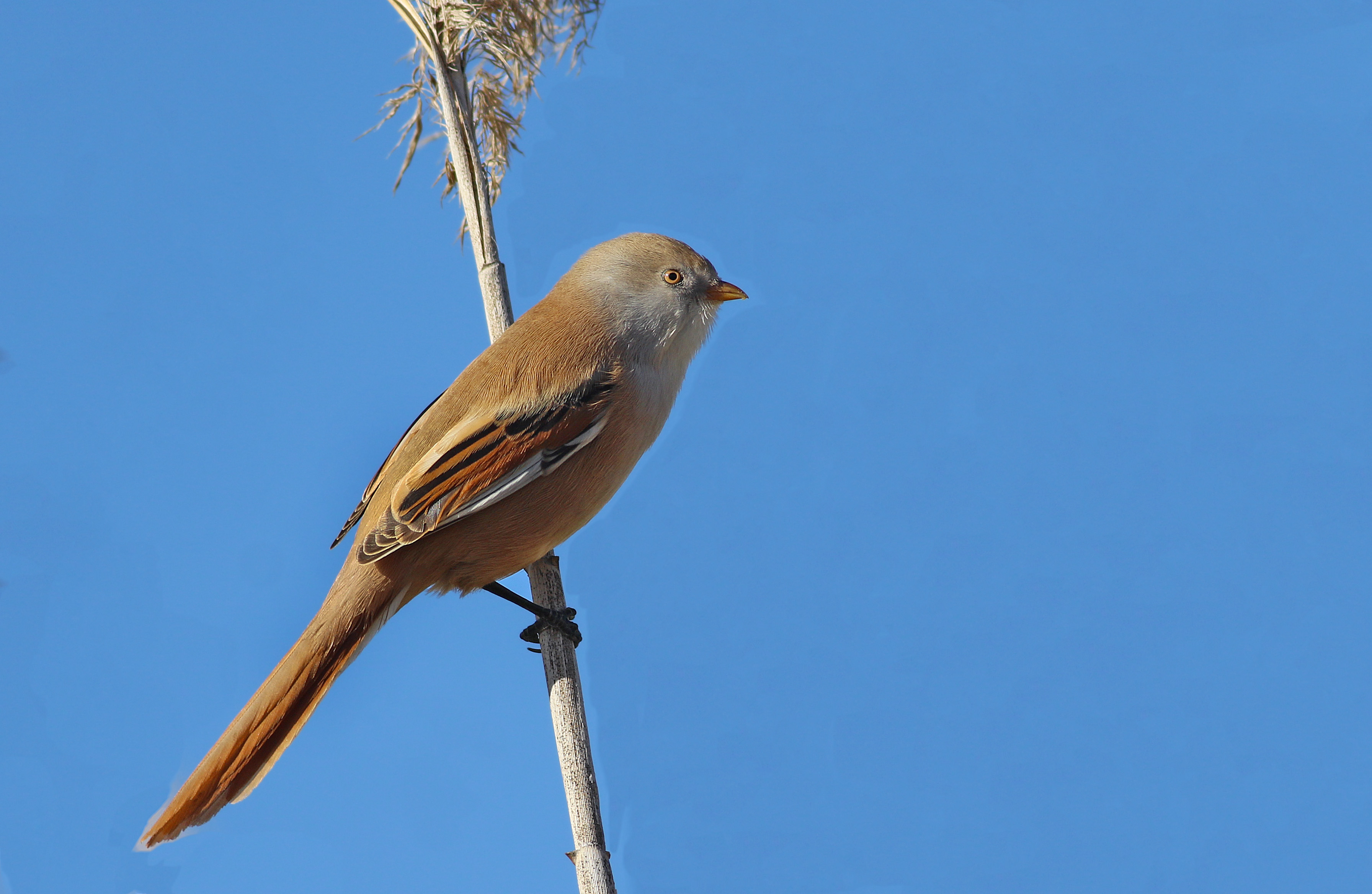 Bearded Reedling