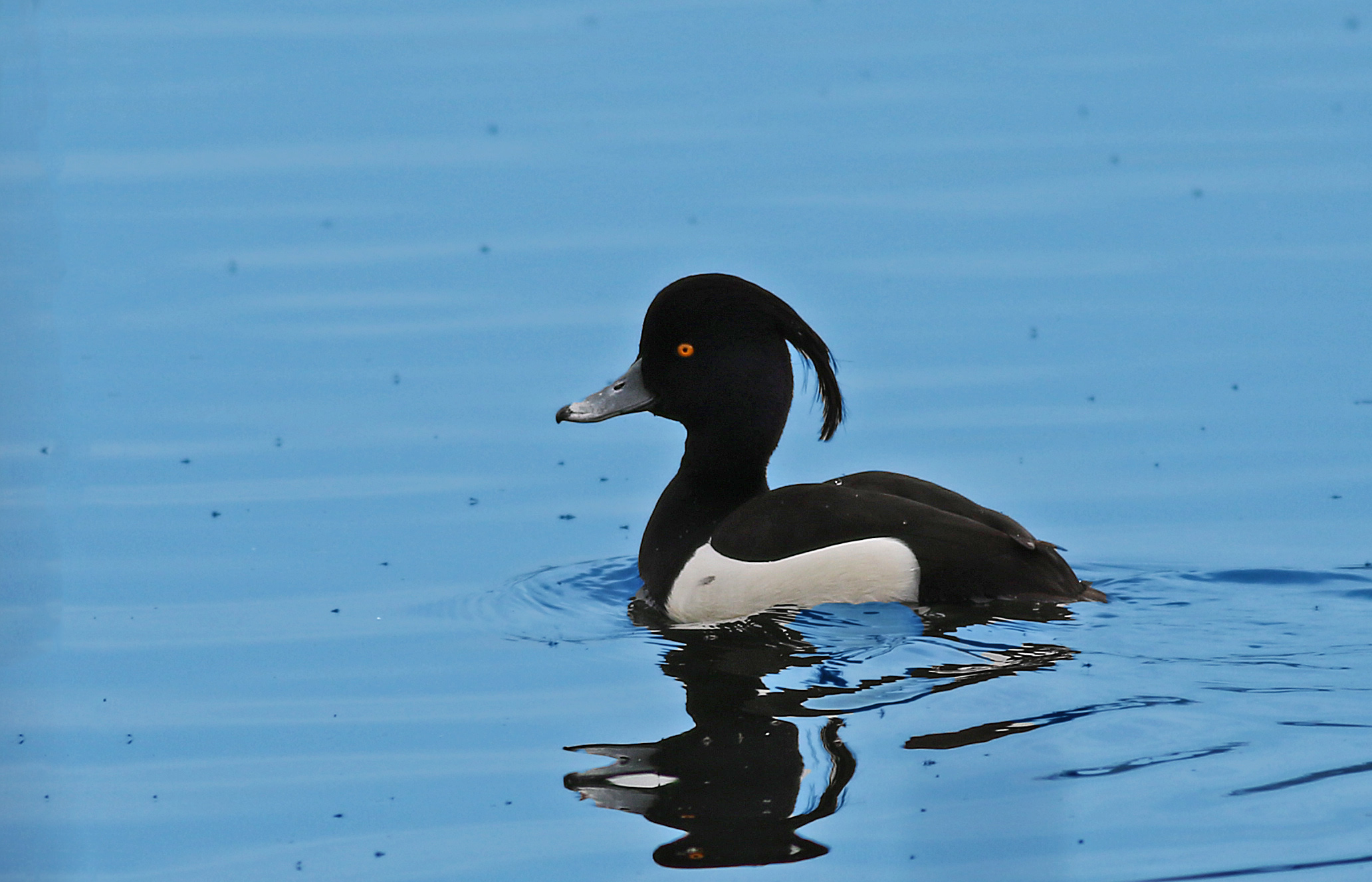 Tufted Duck