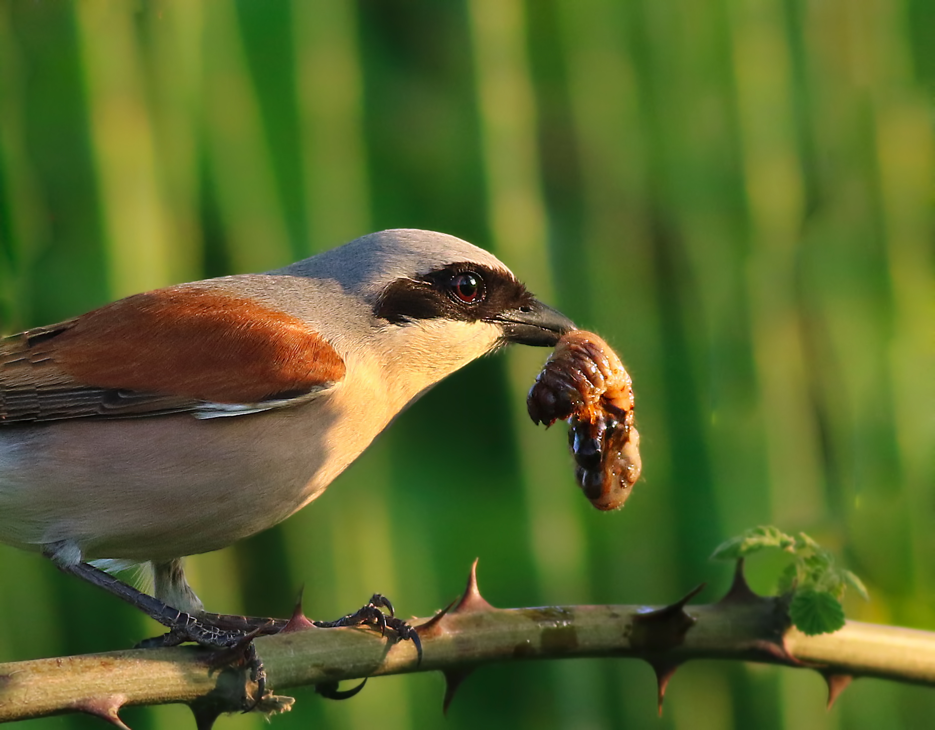 Red-backed Shrike