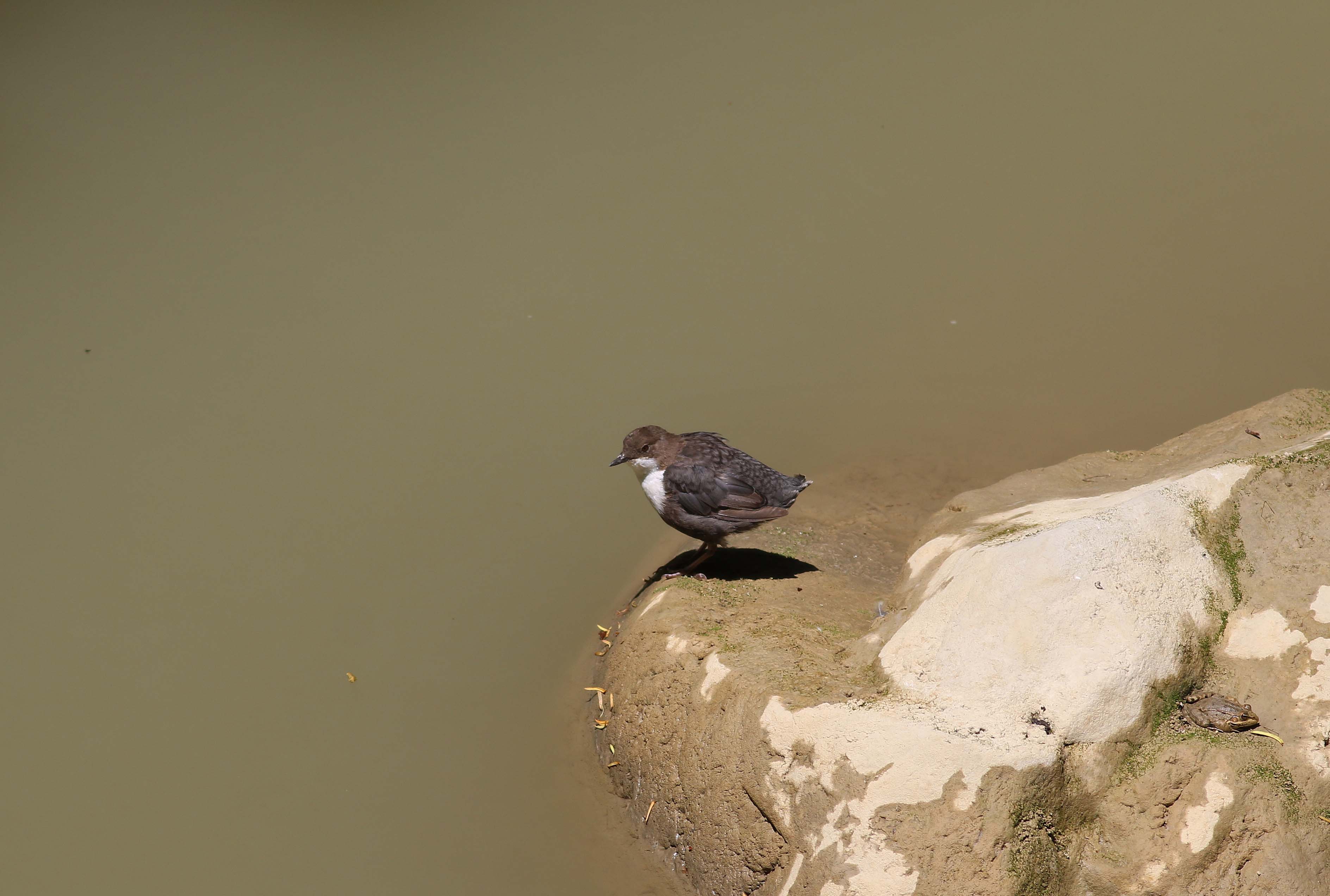 White-throated Dipper