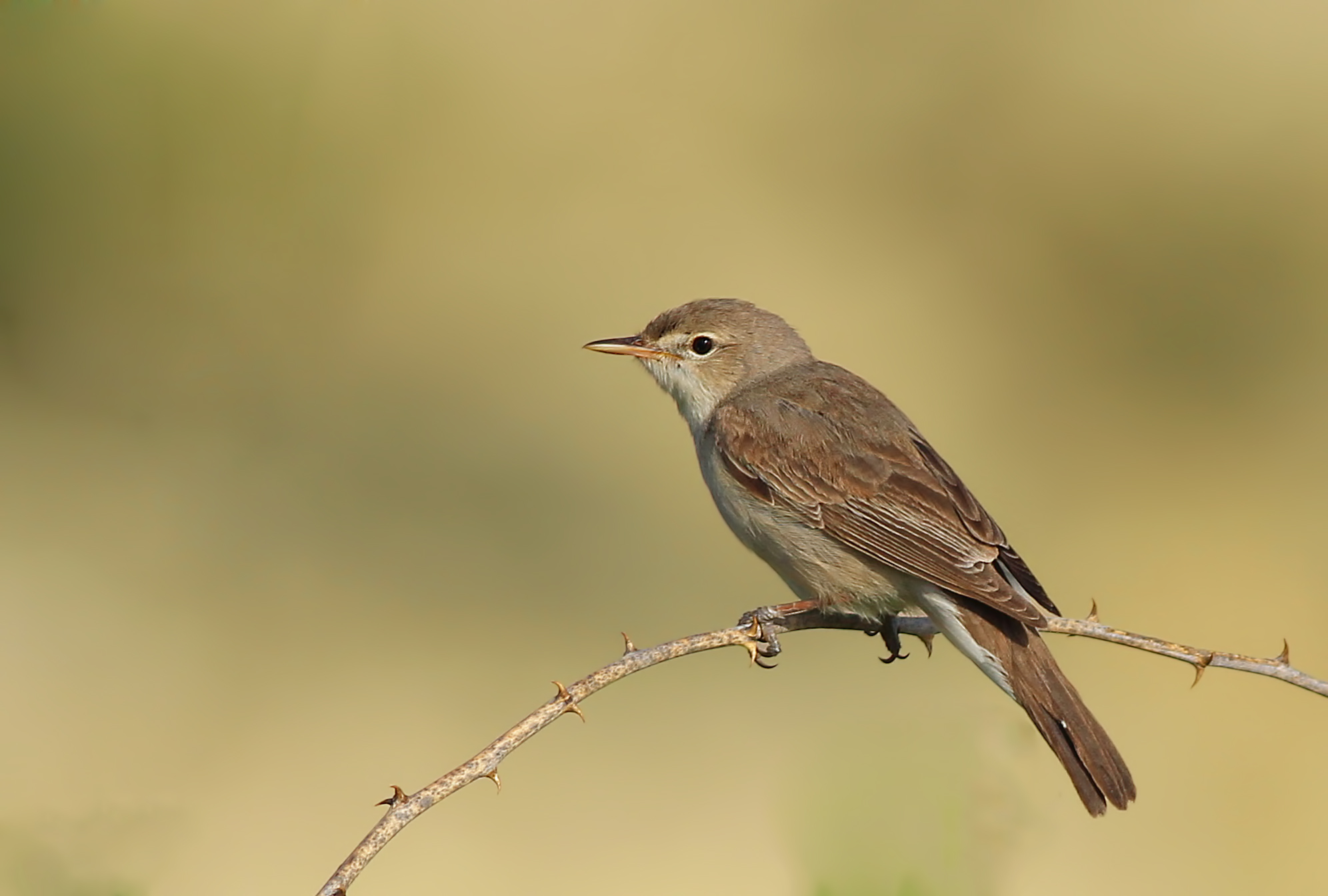Upcher's Warbler