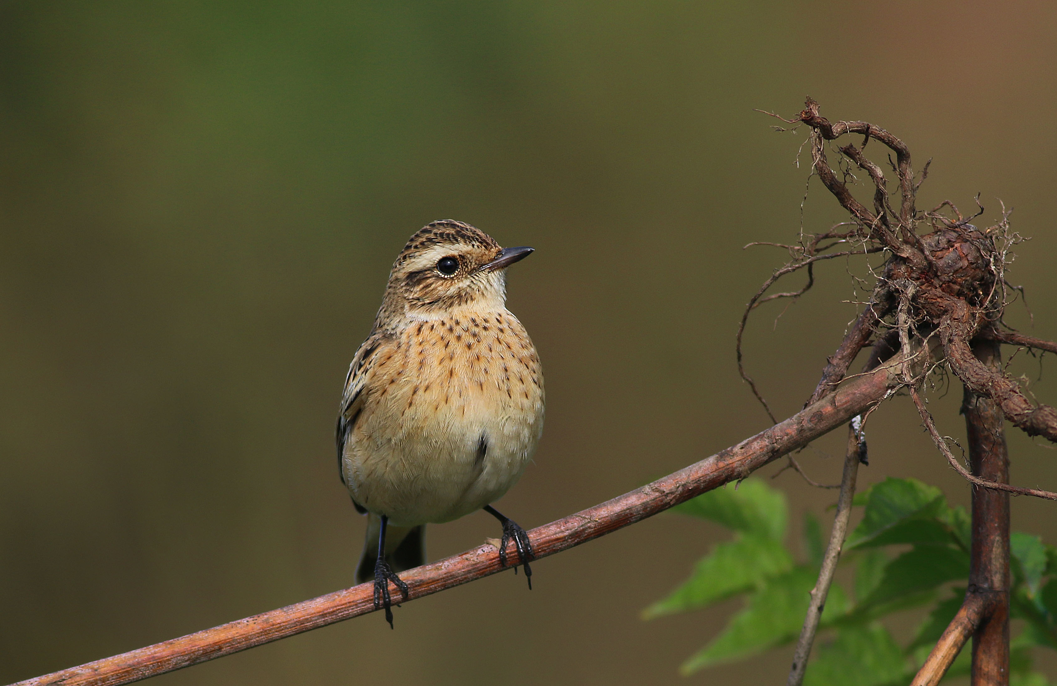 Whinchat