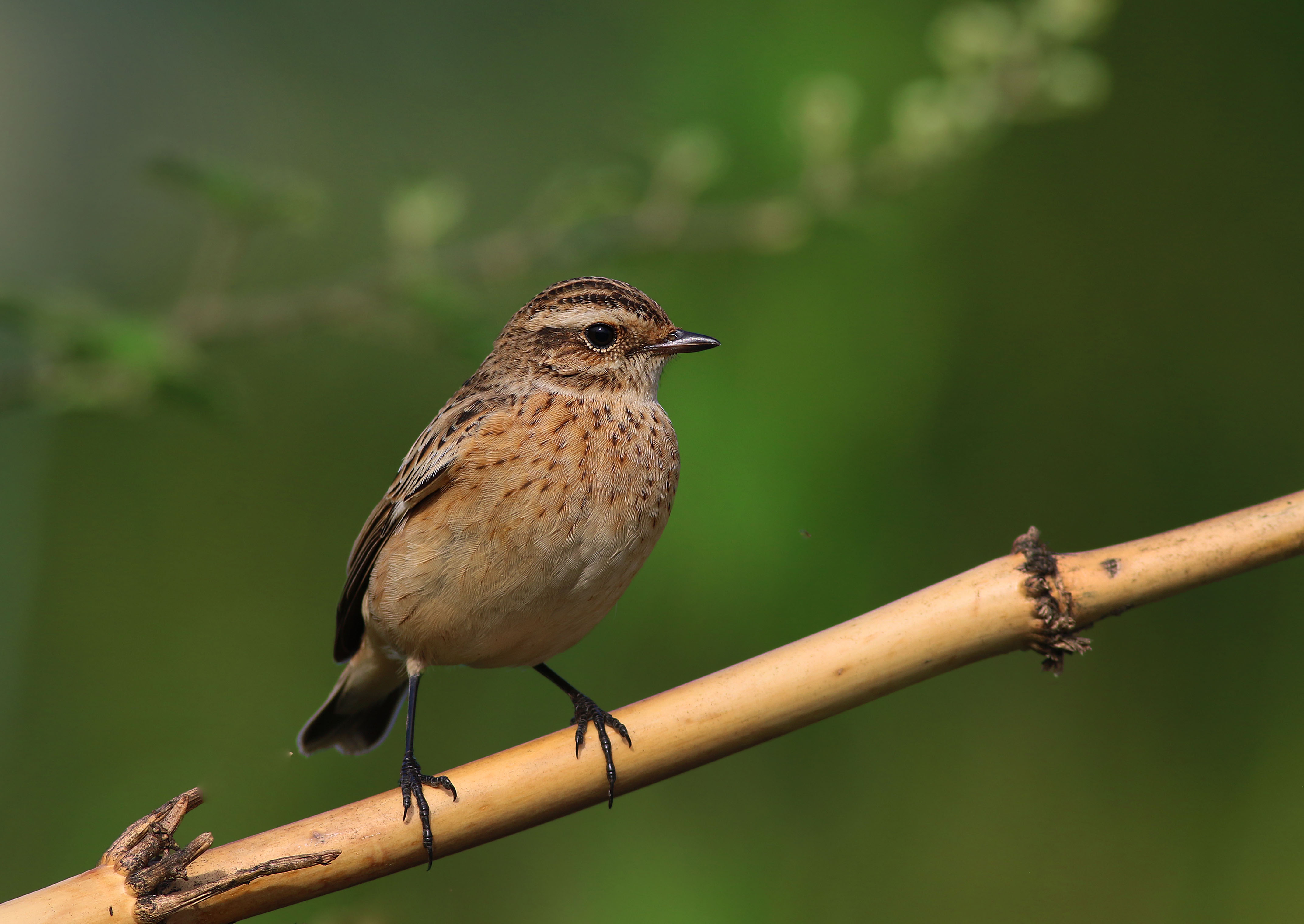 Whinchat