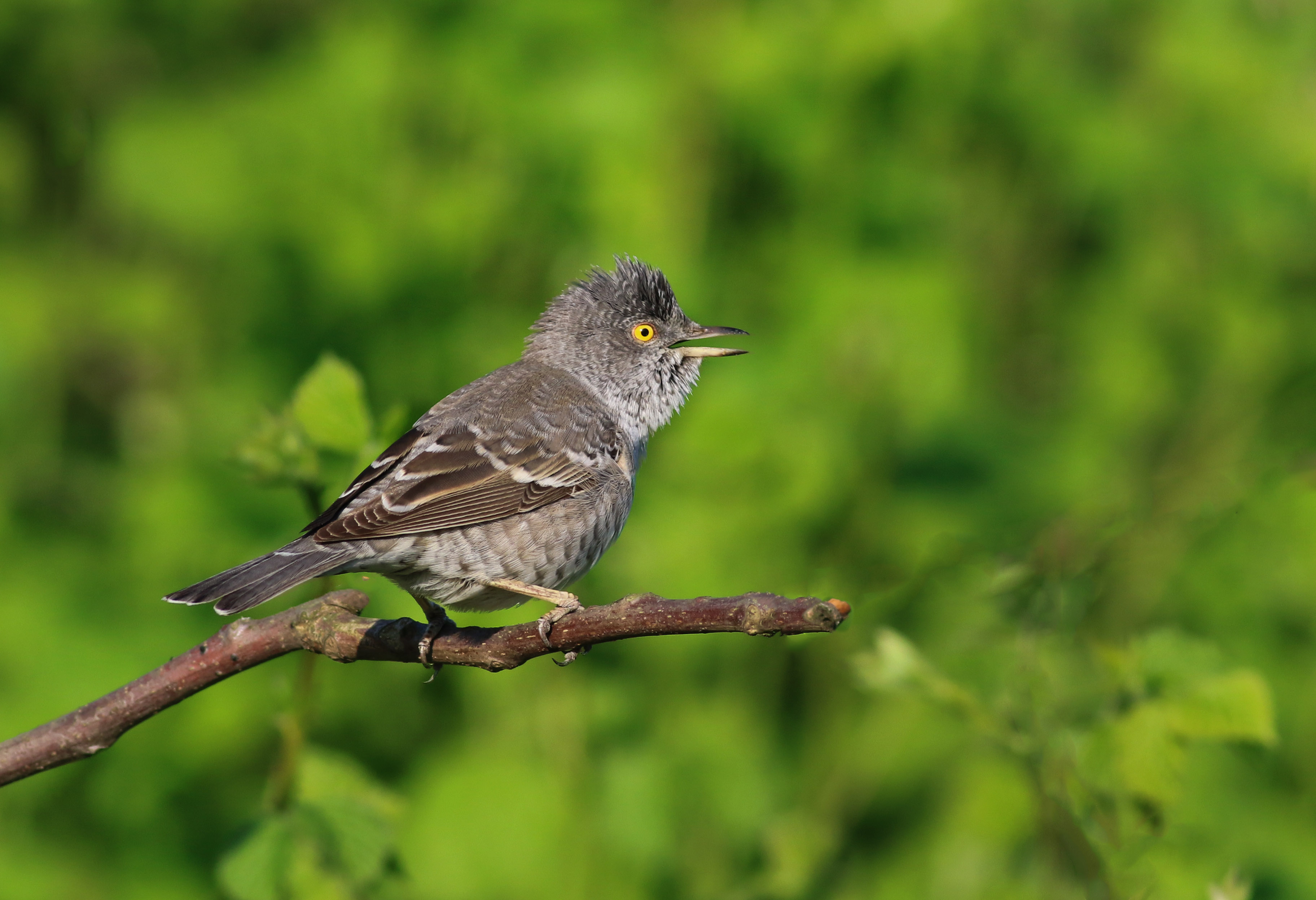 Barred Warbler